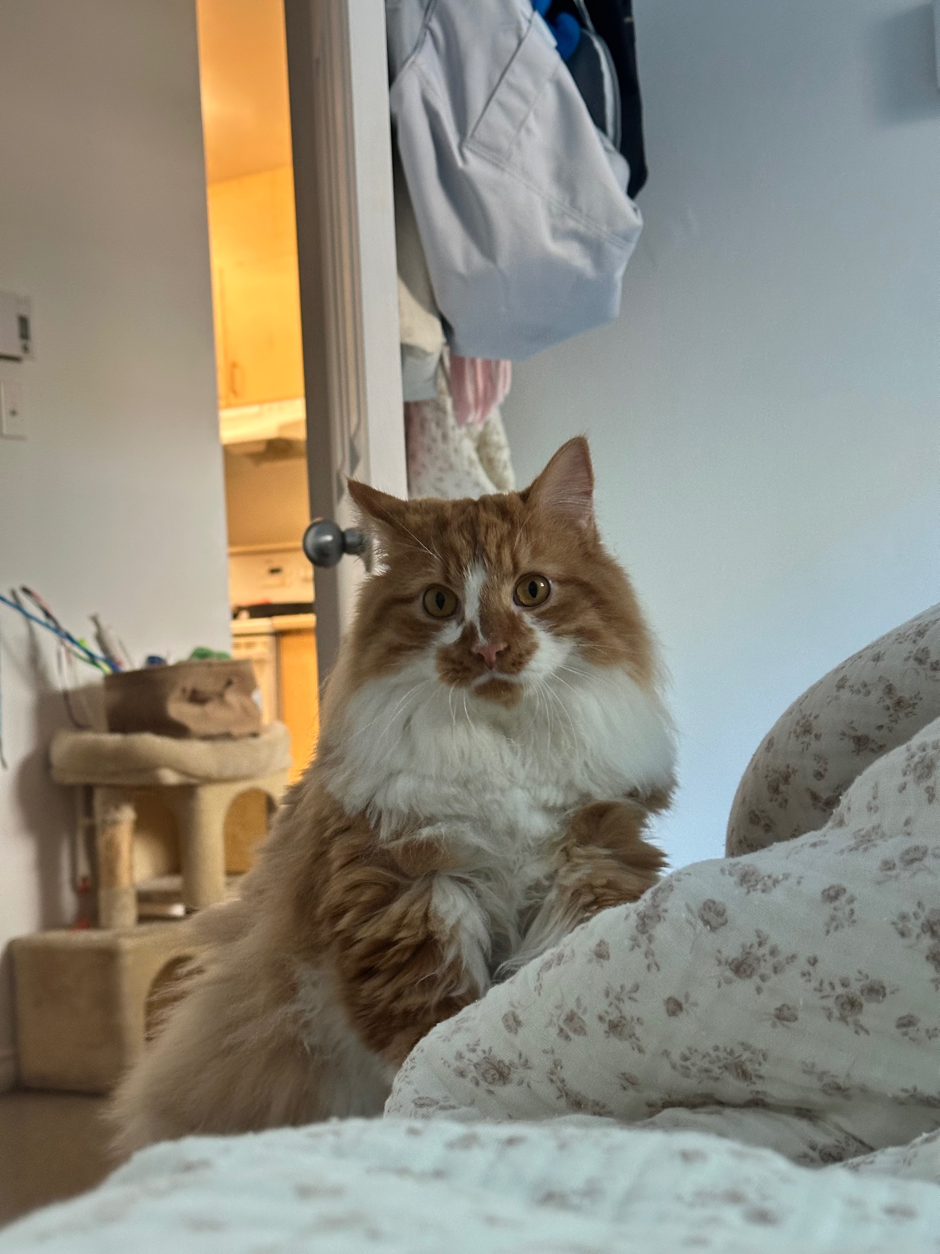Help Mango with his emergency hospitalization campaign photo, 4 of 7