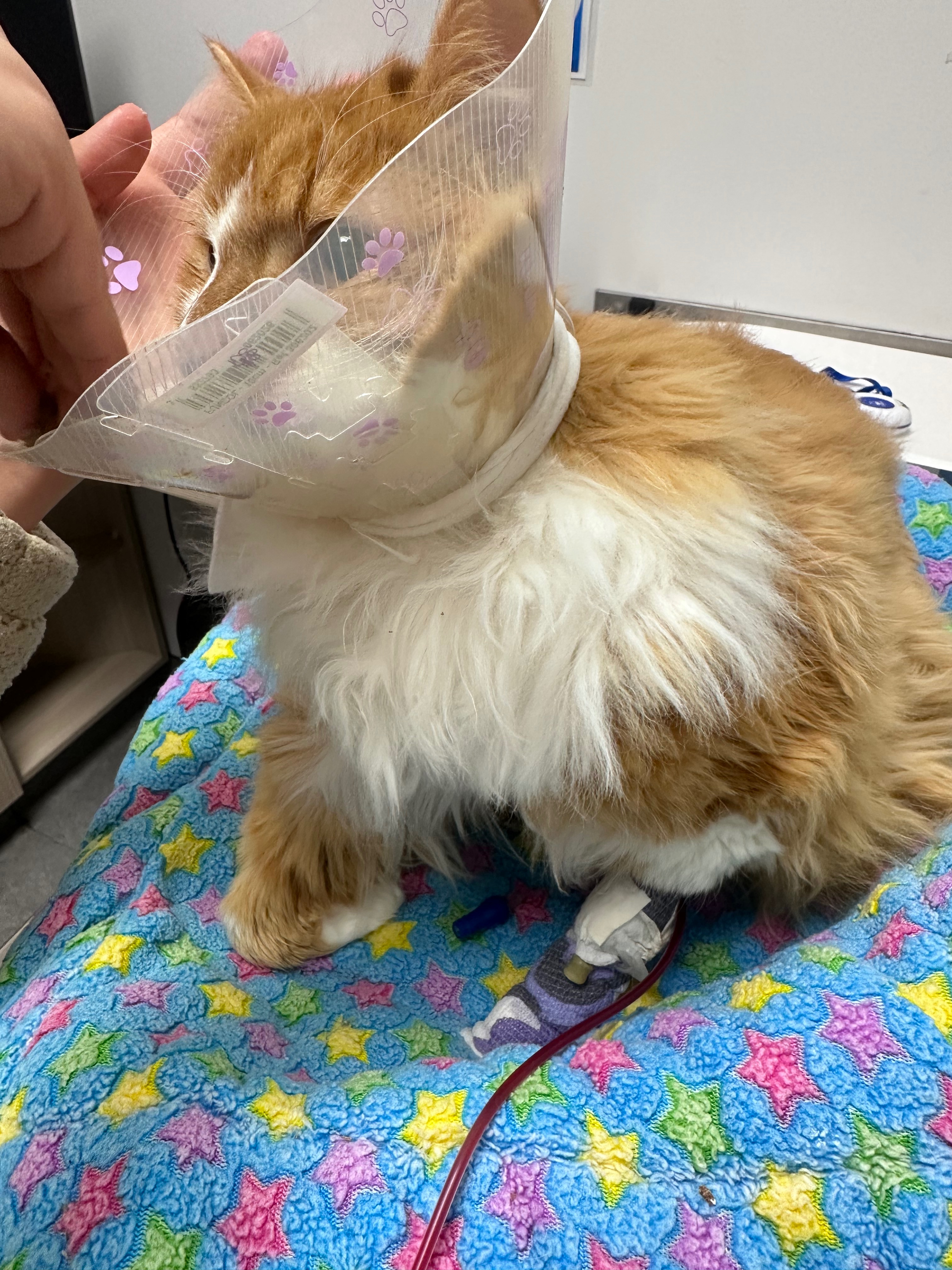 Help Mango with his emergency hospitalization campaign photo, 5 of 7