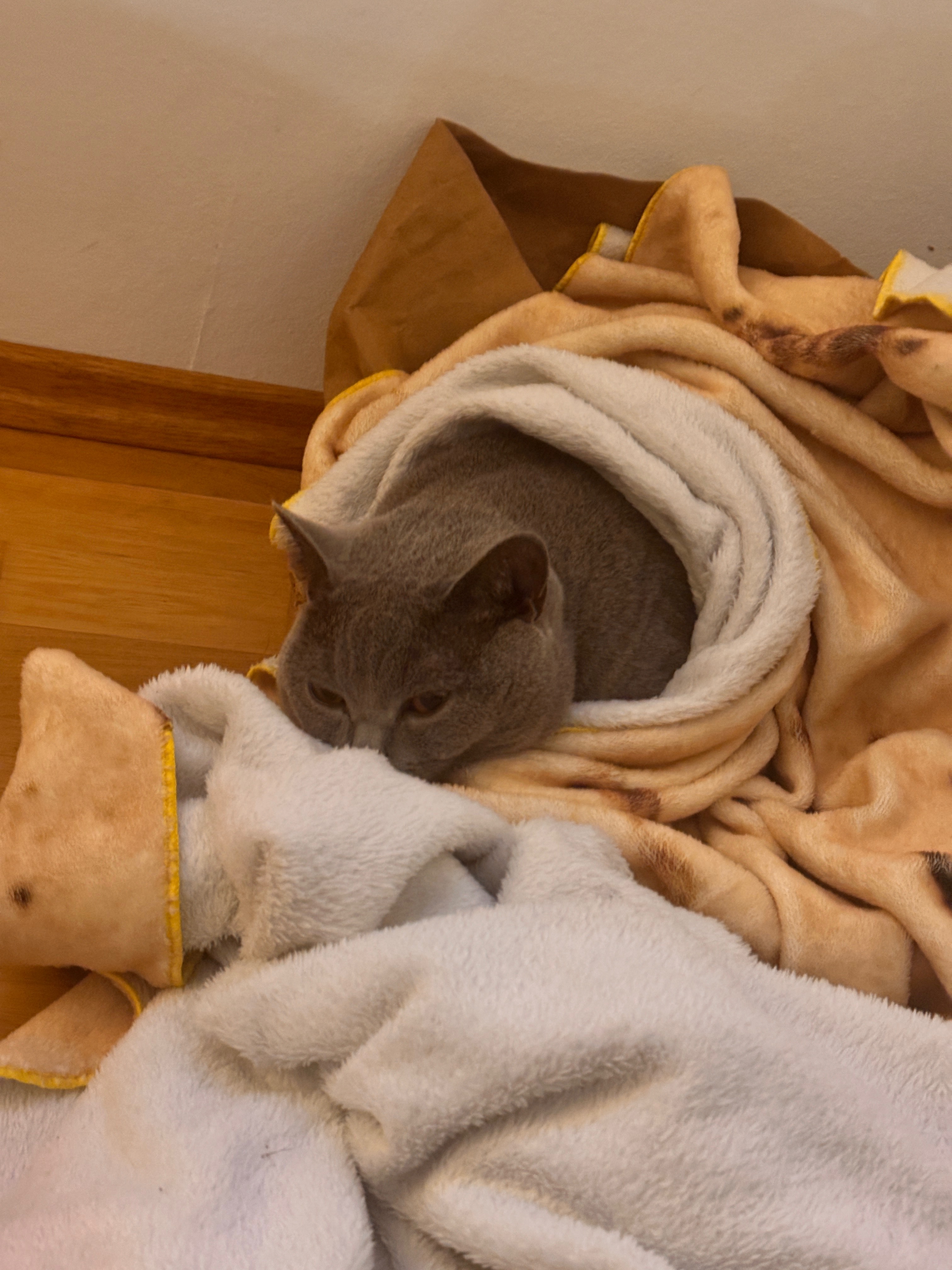 Bitte helft meiner Katze, ihr Leben zu retten campaign photo, 2 of 4