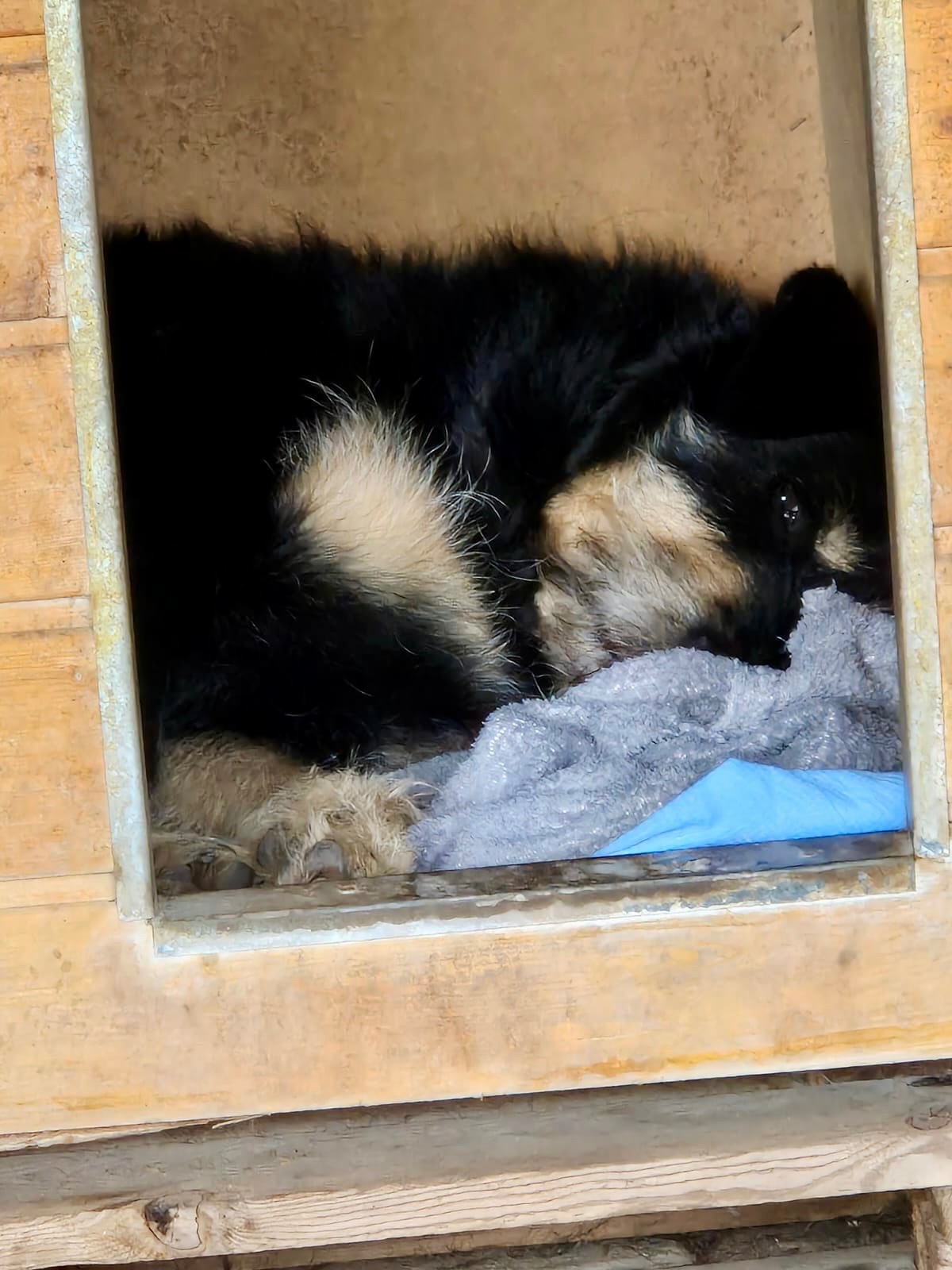 Neue Hundehütten für unsere Auffangstation campaign photo, 6 of 7