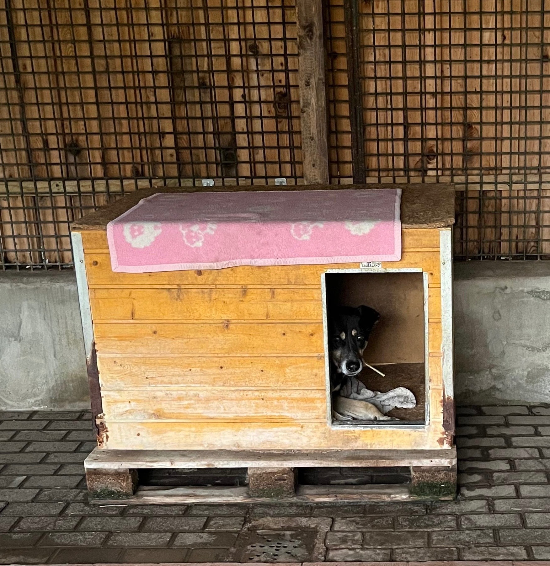 Neue Hundehütten für unsere Auffangstation campaign photo, 2 of 7