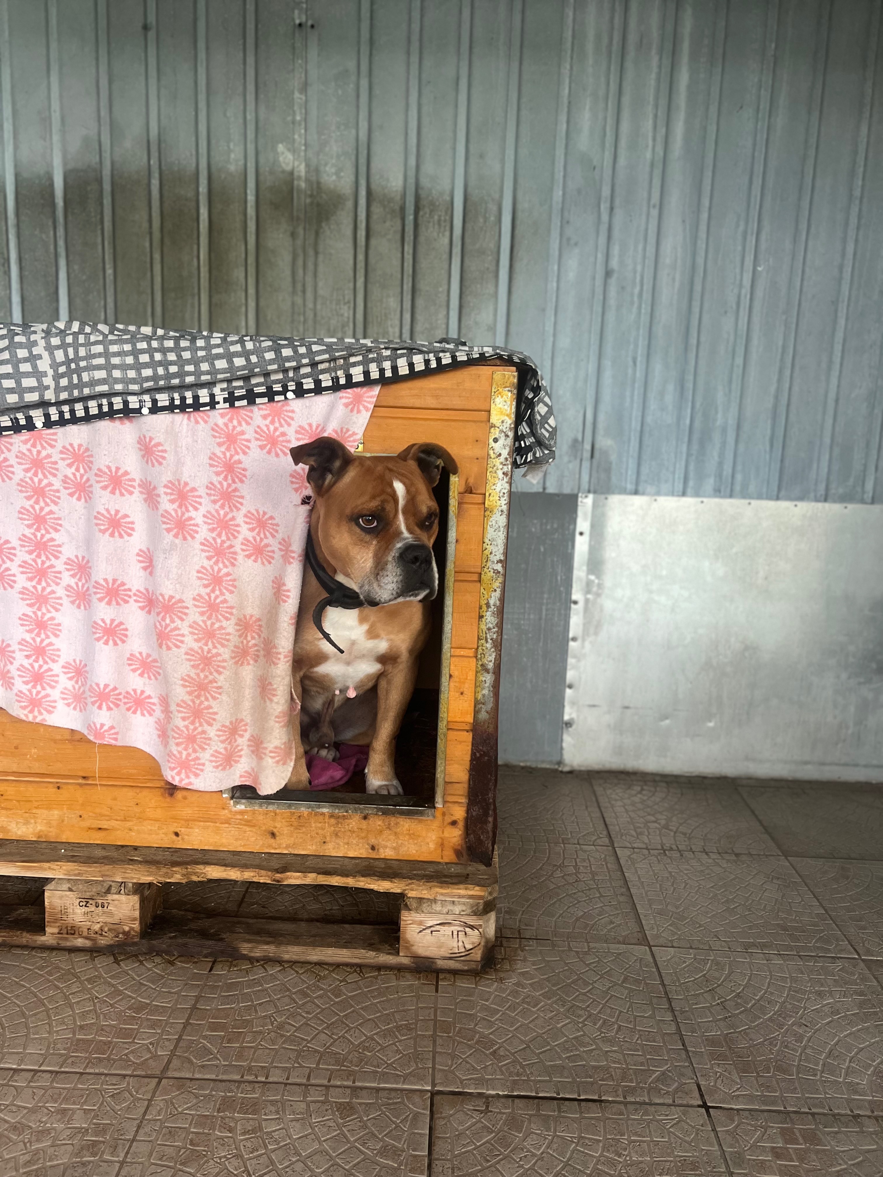 Neue Hundehütten für unsere Auffangstation campaign photo, 4 of 7