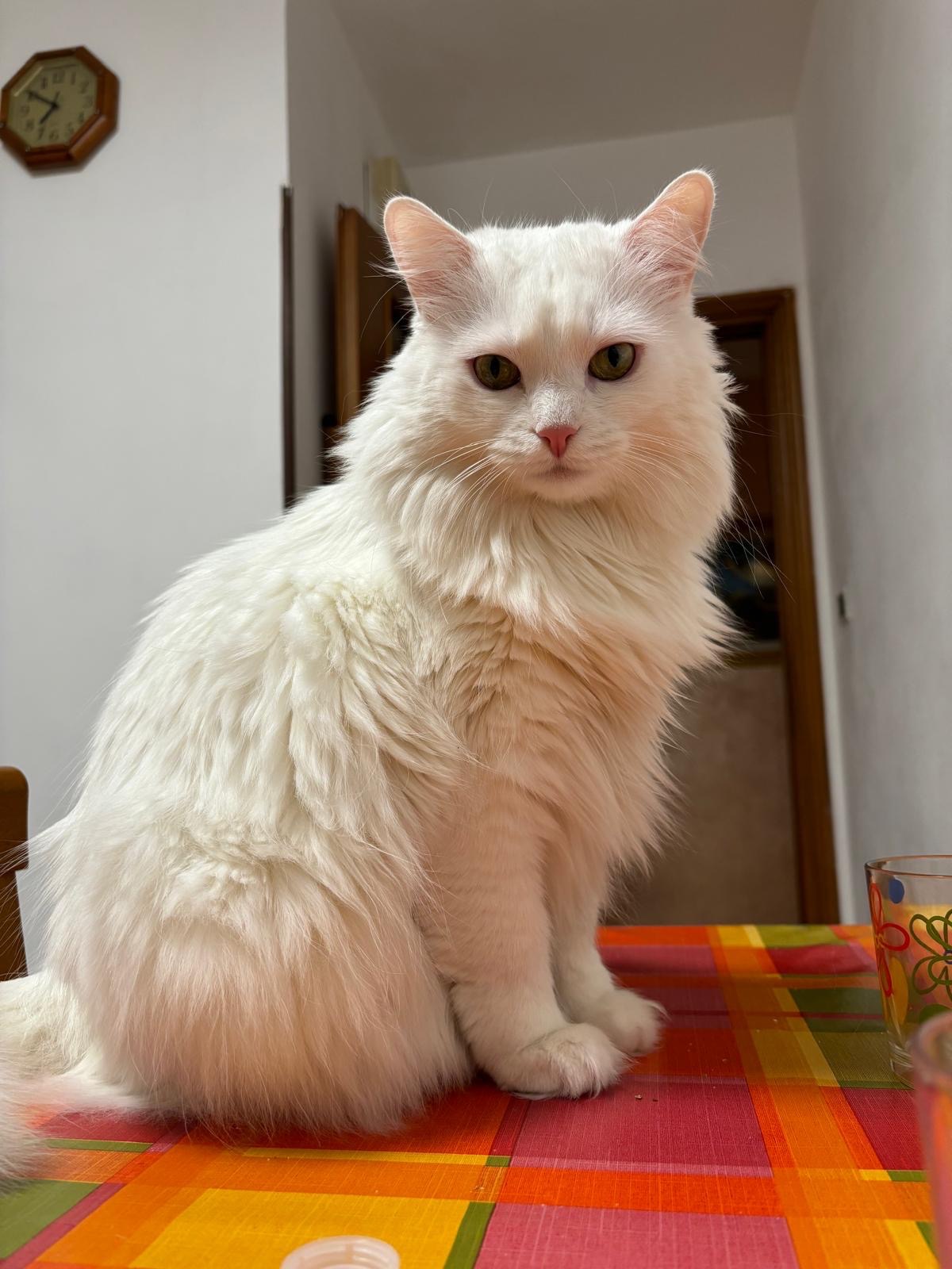 spese per urgenza veterinaria campaign photo, 2 of 8