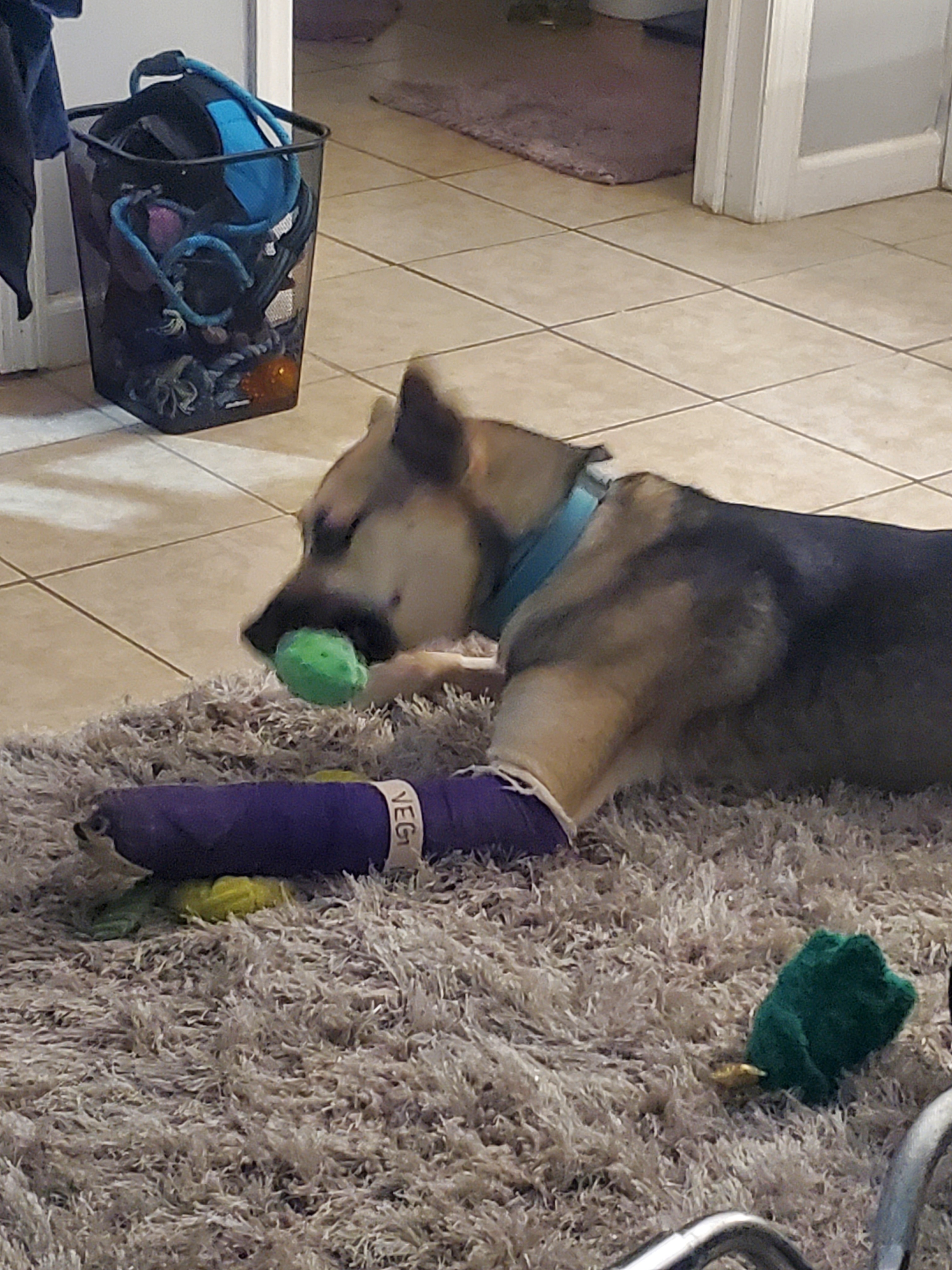 Help Ali Recover from a Broken Leg campaign photo, 7 of 8