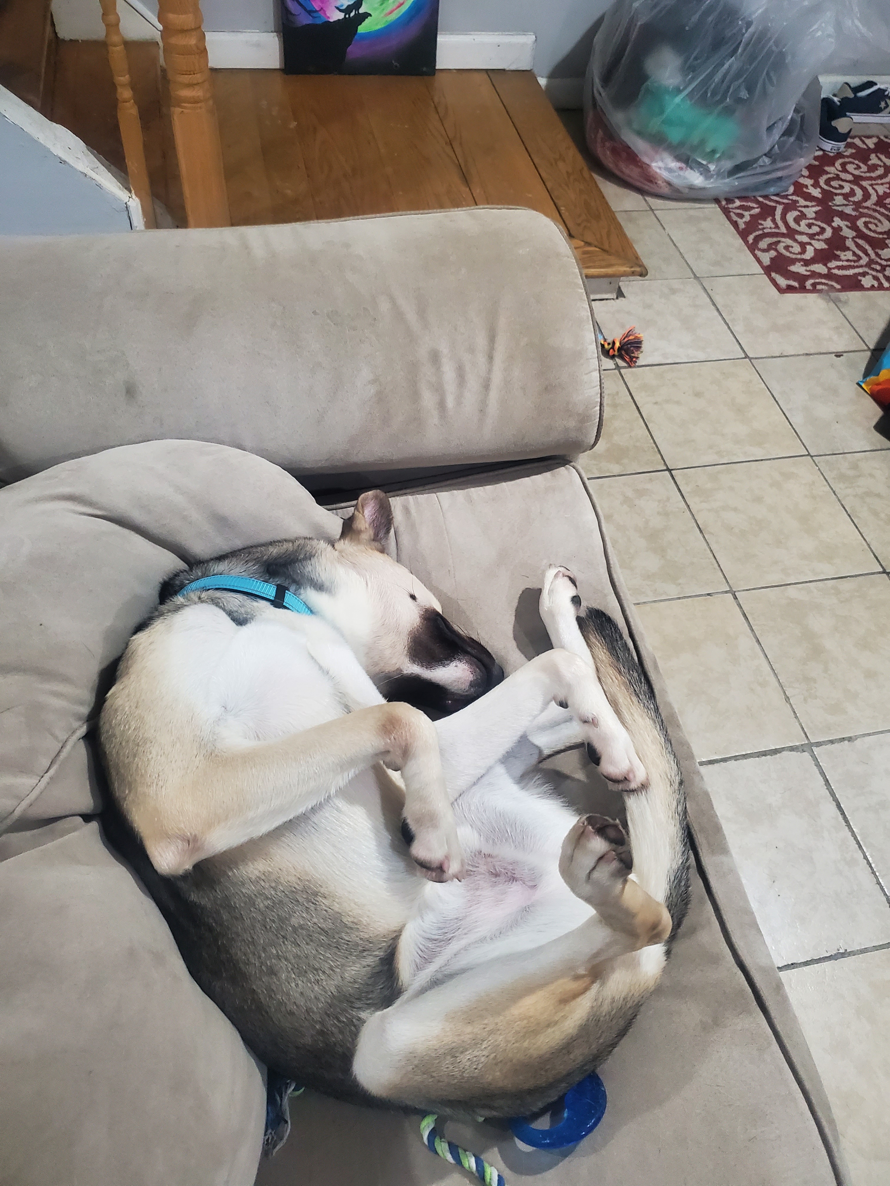 Help Ali Recover from a Broken Leg campaign photo, 2 of 8