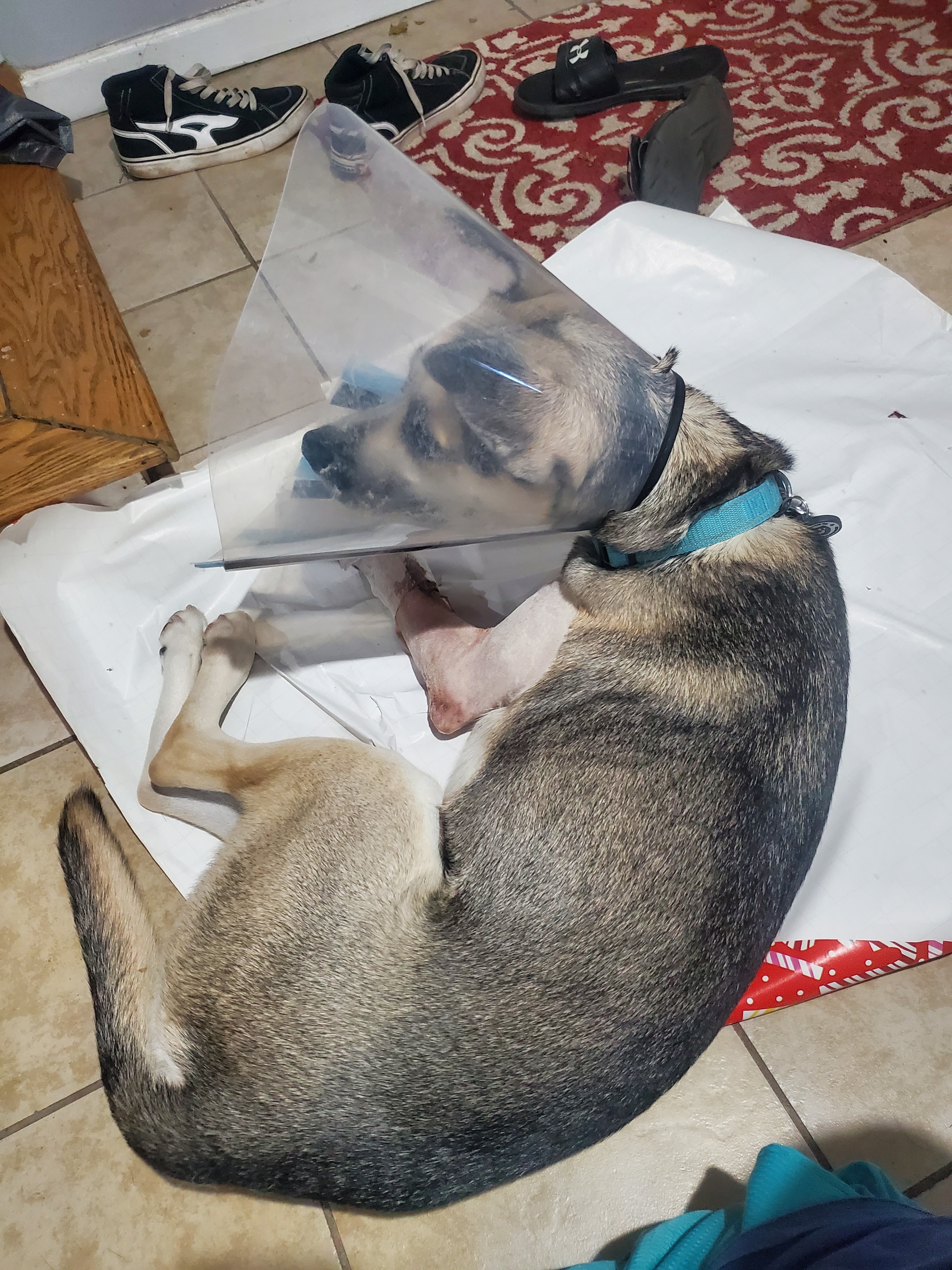 Help Ali Recover from a Broken Leg campaign photo, 4 of 8