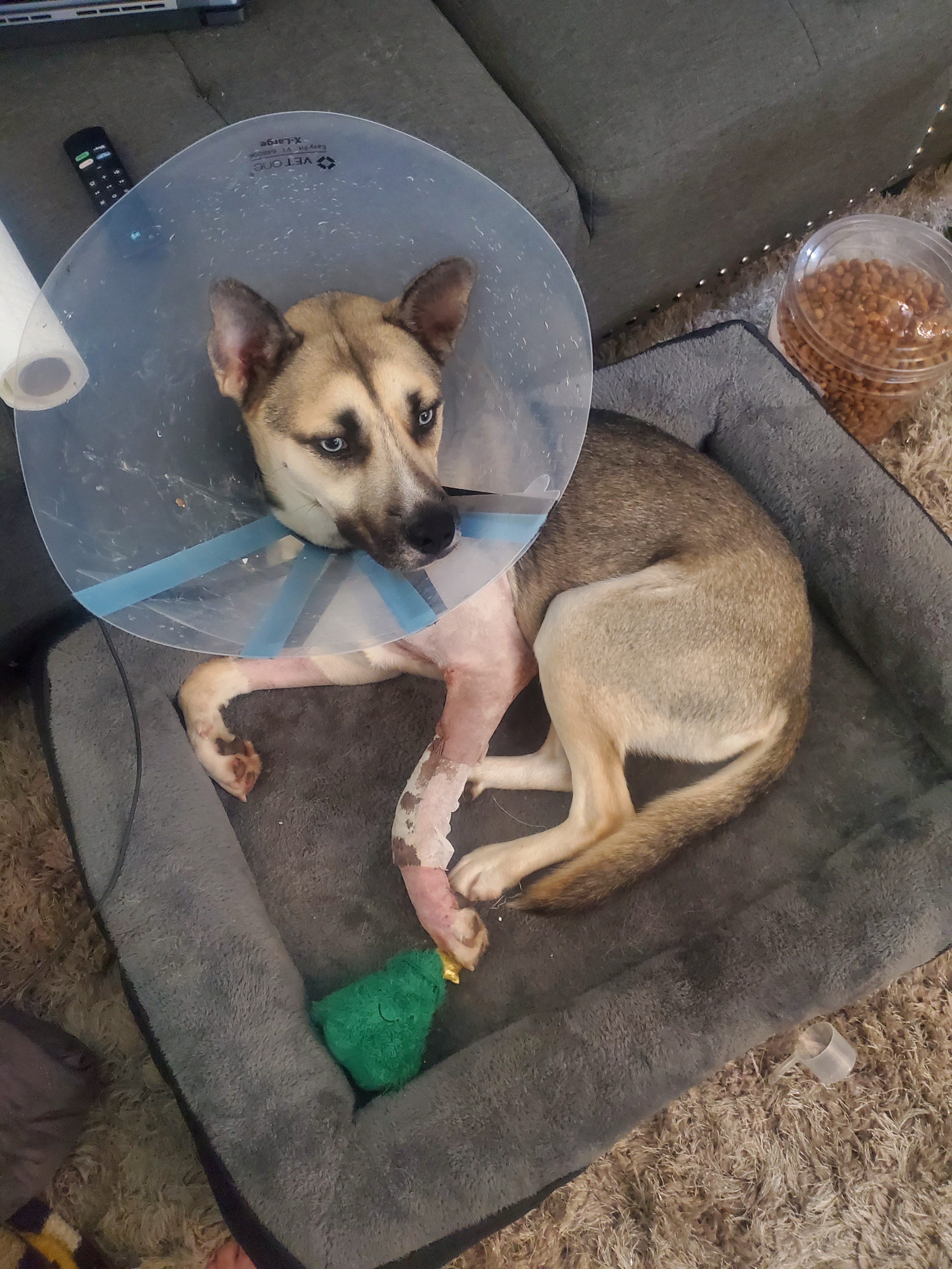 Help Ali Recover from a Broken Leg campaign photo, 5 of 8