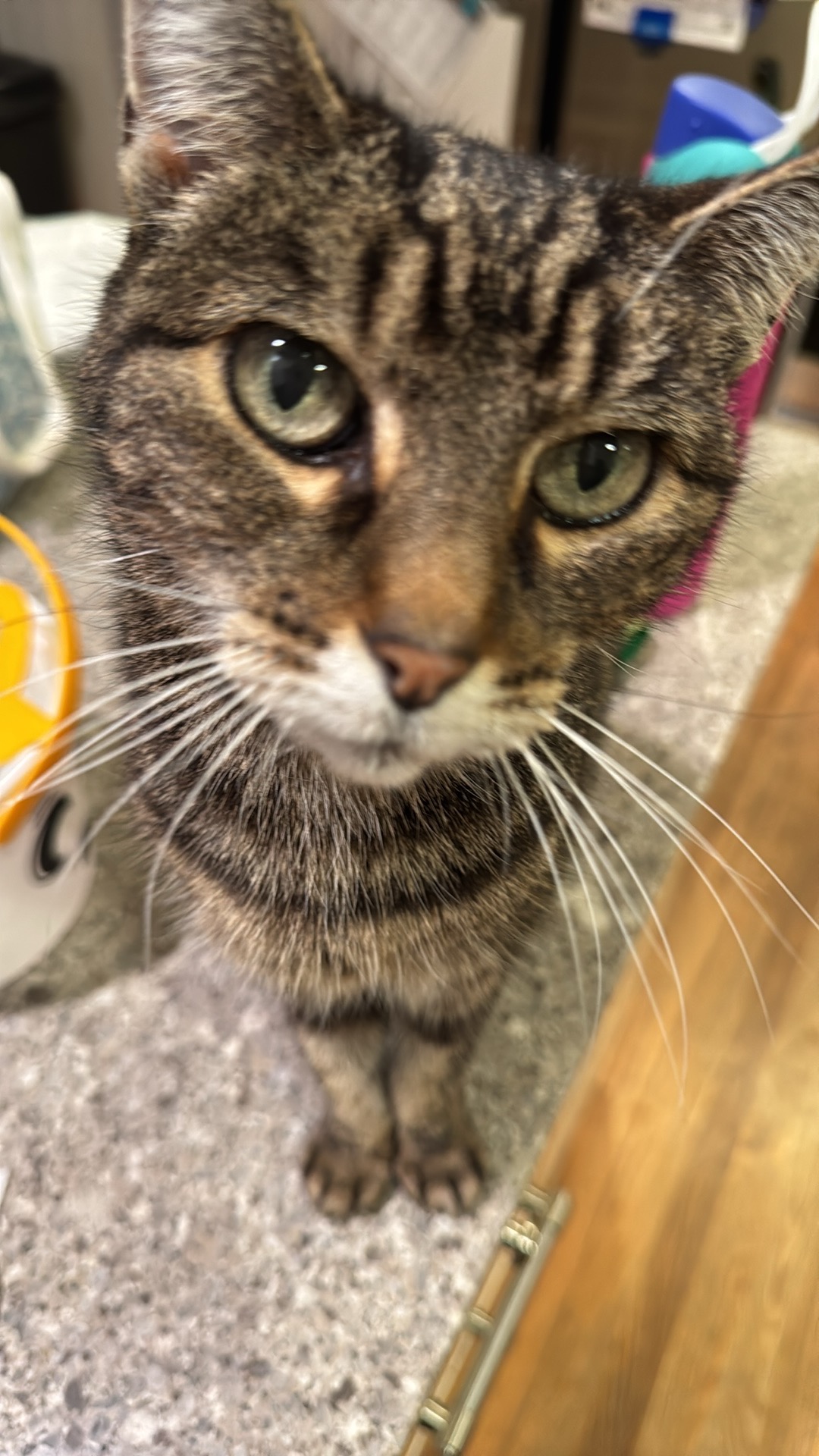 Help Layla Get the Lifesaving Care She Needs campaign photo, 4 of 5