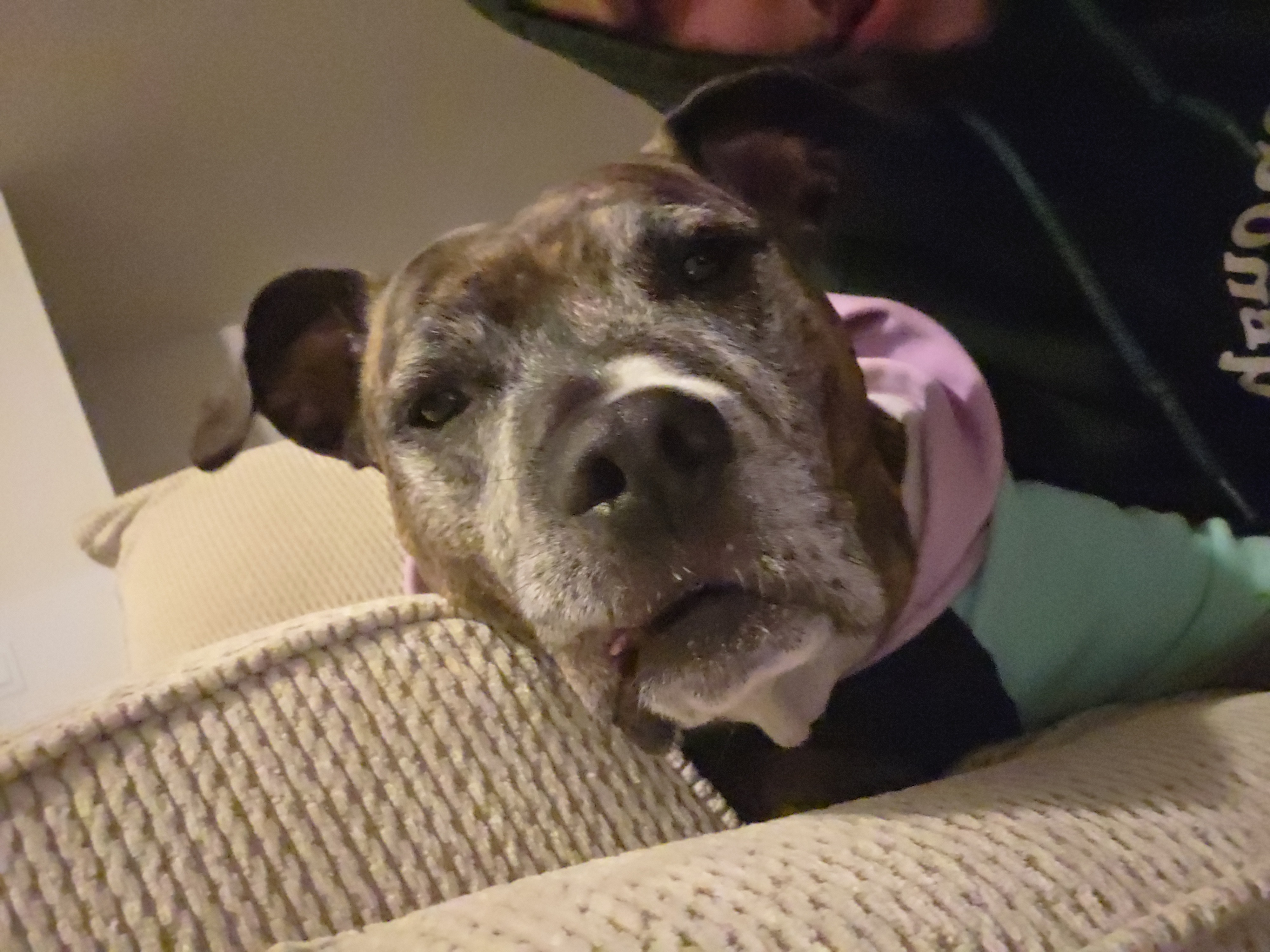 Support Diesel's Urgent ACL Surgery campaign photo, 6 of 7