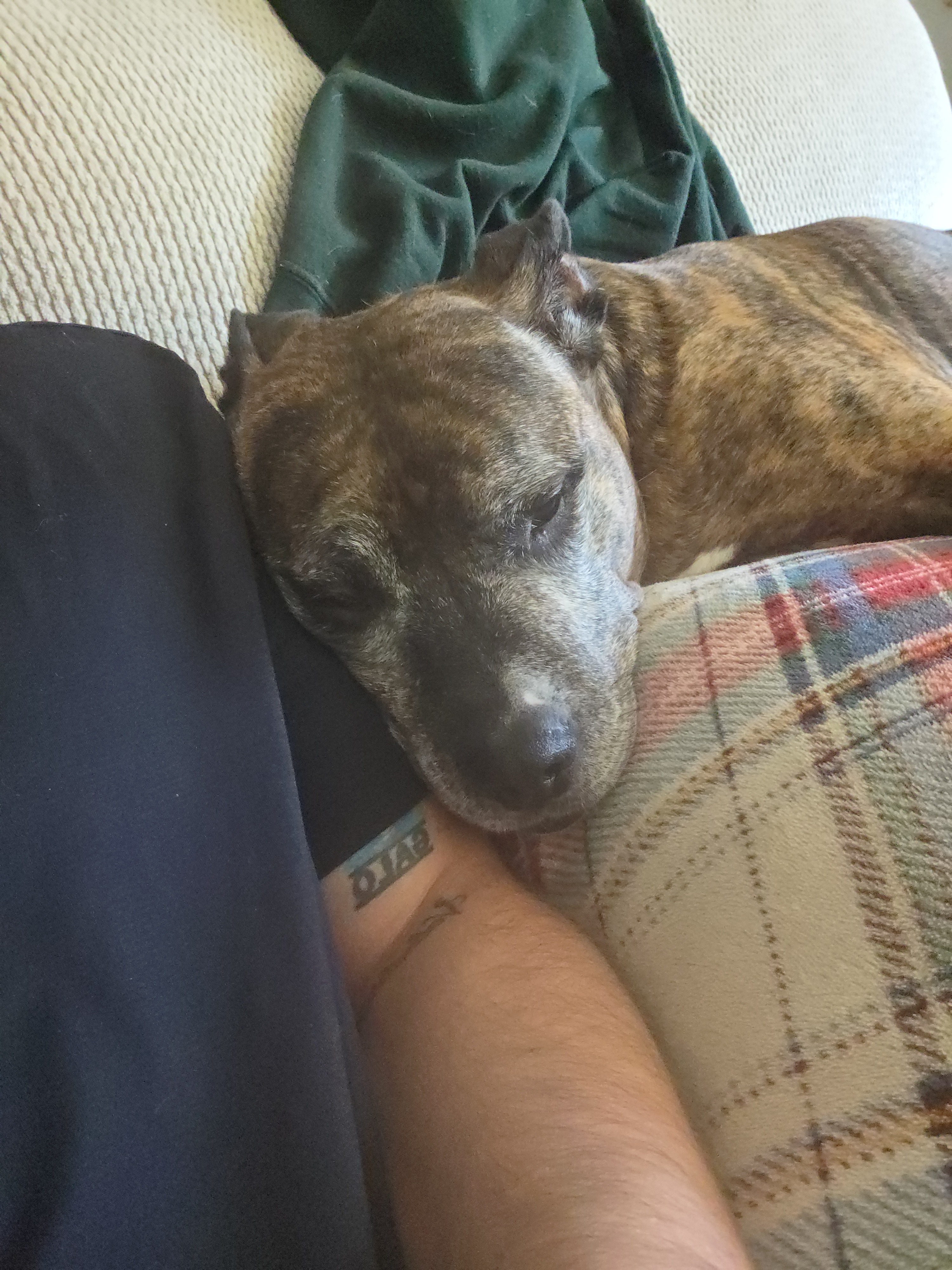 Support Diesel's Urgent ACL Surgery campaign photo, 2 of 7