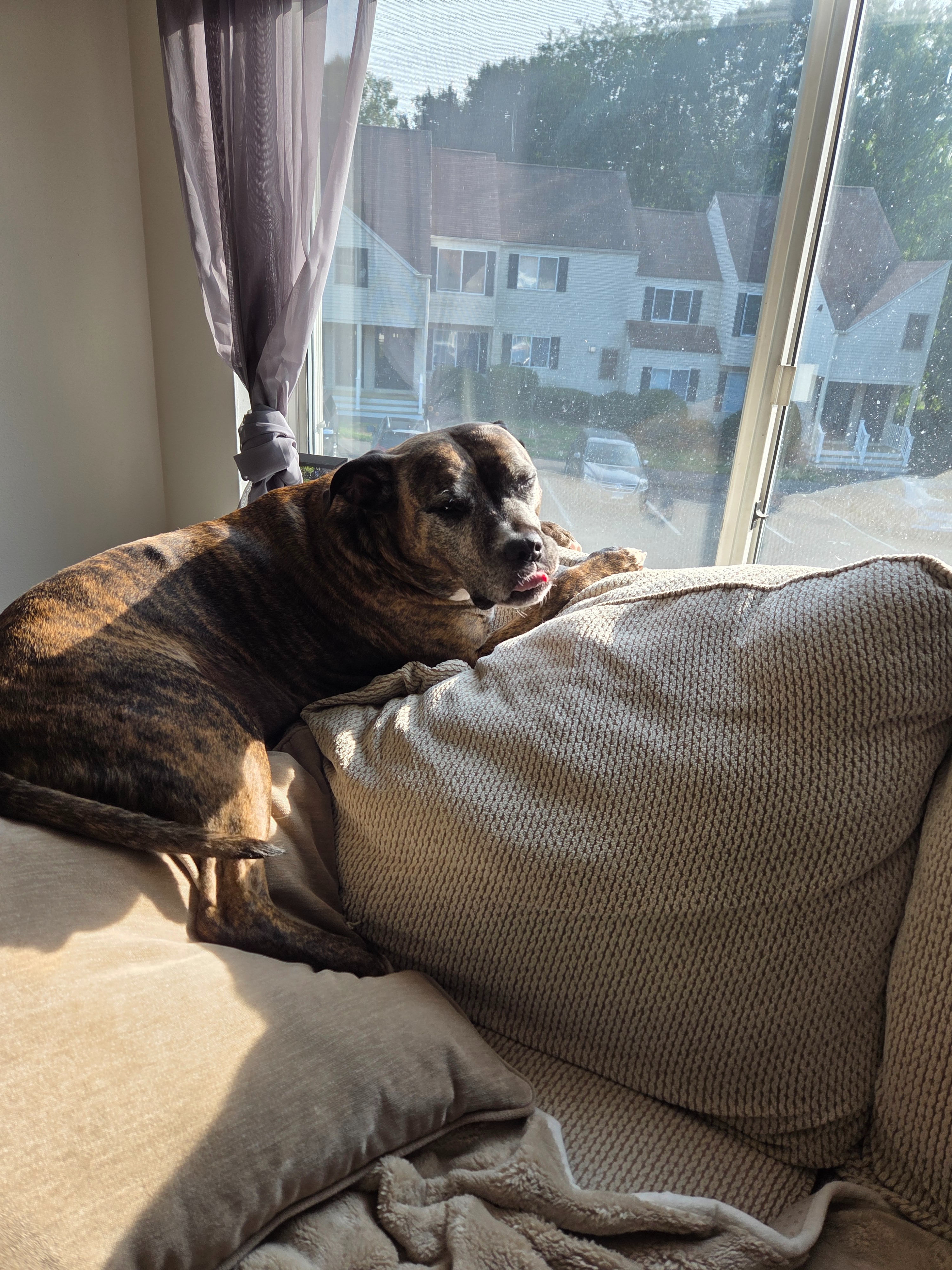 Support Diesel's Urgent ACL Surgery campaign photo, 4 of 7