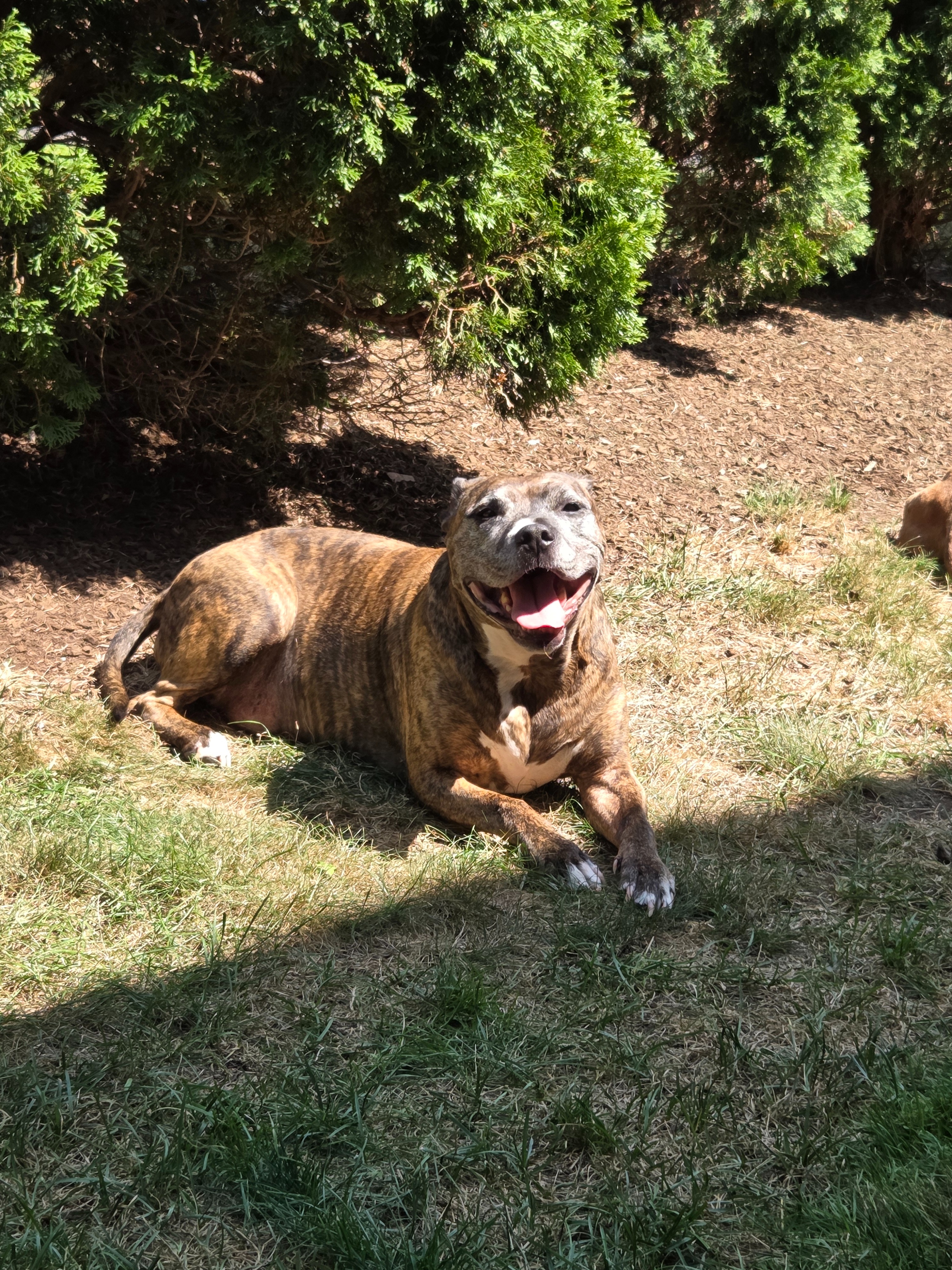 Support Diesel's Urgent ACL Surgery campaign photo, 5 of 7