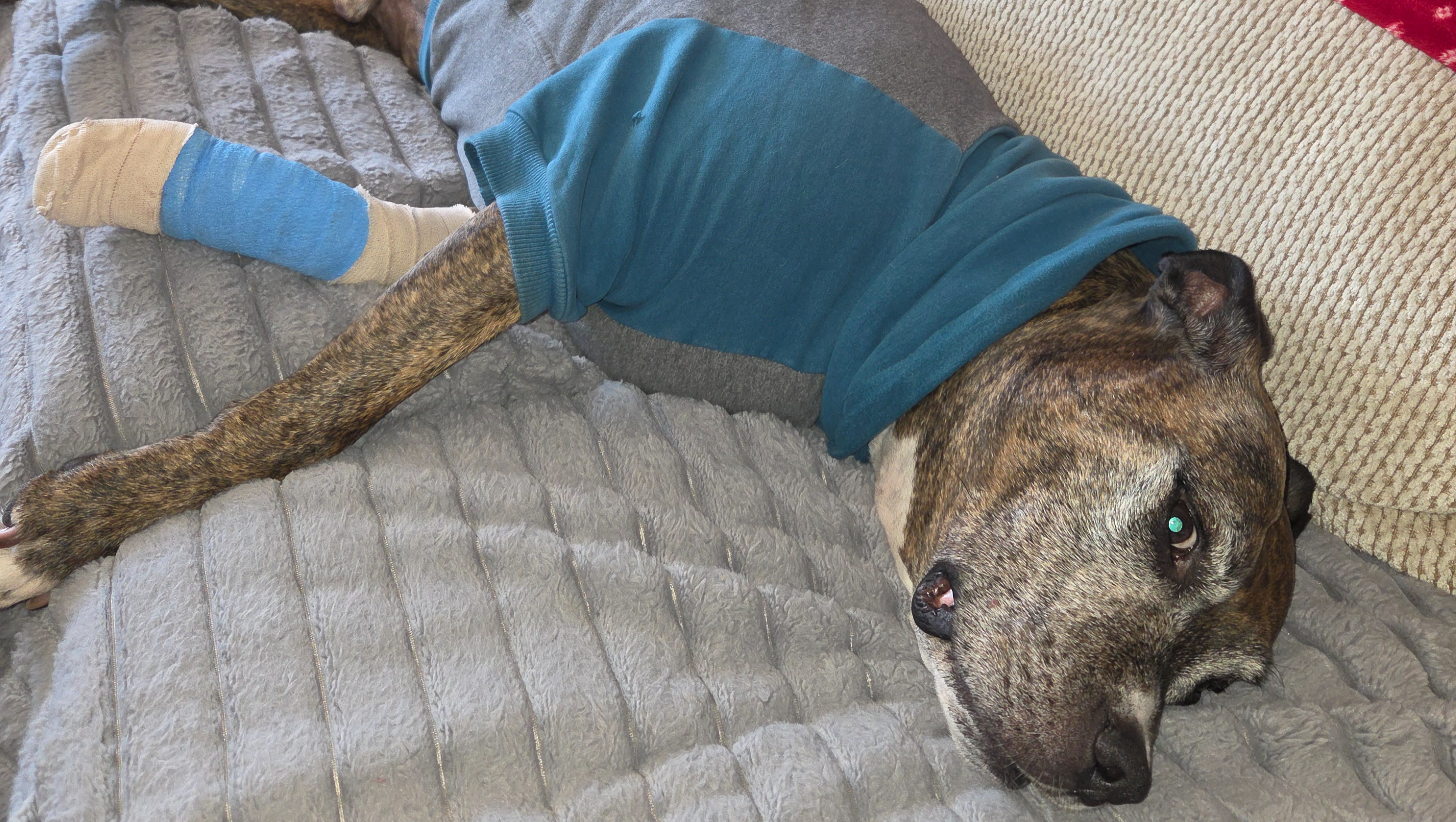 Support Diesel's Urgent ACL Surgery photo
