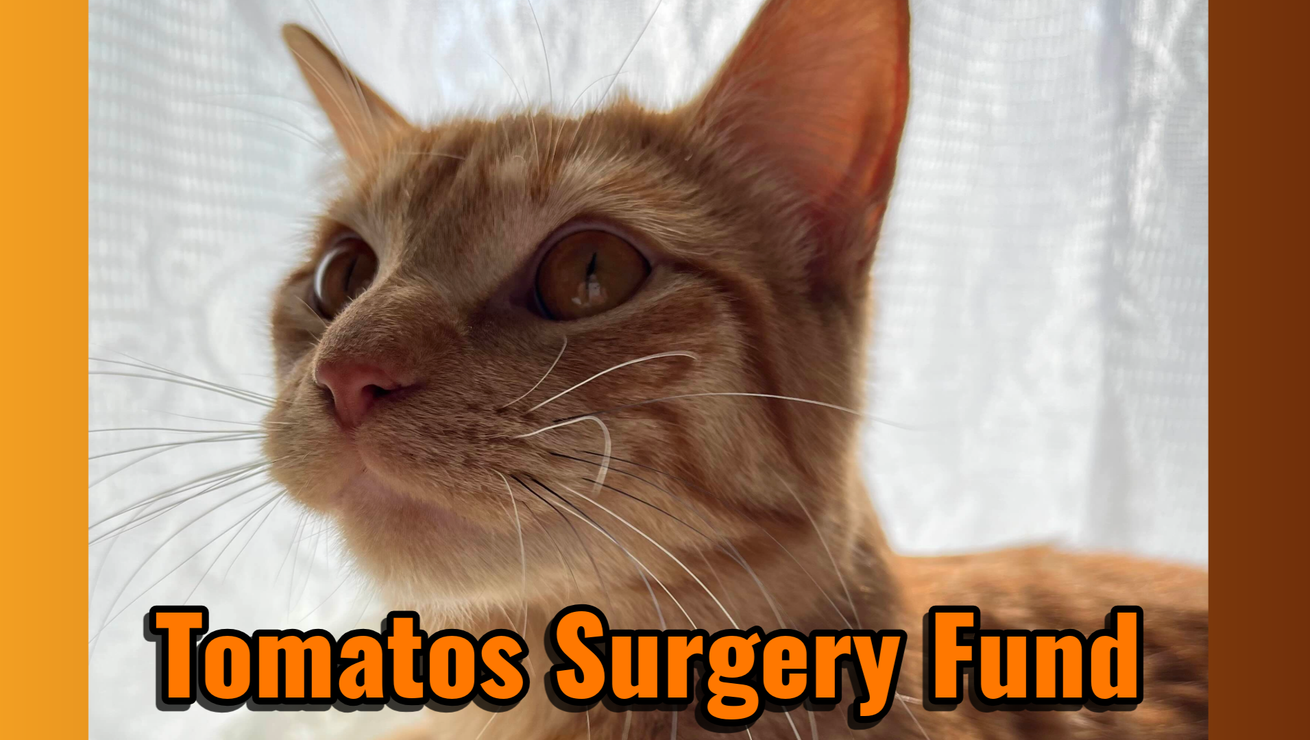 Raising Tomato's Emergency Surgery Costs photo