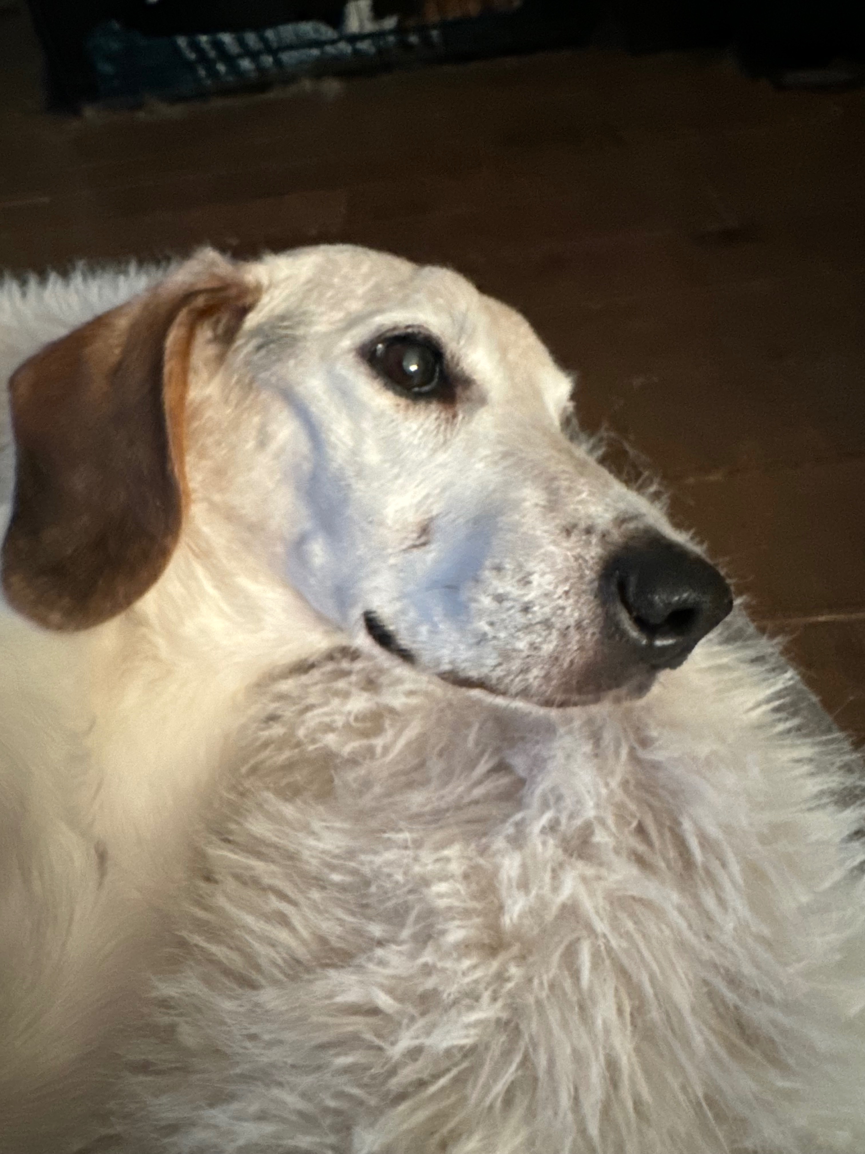 Help save Herbie’s life campaign photo, 4 of 5