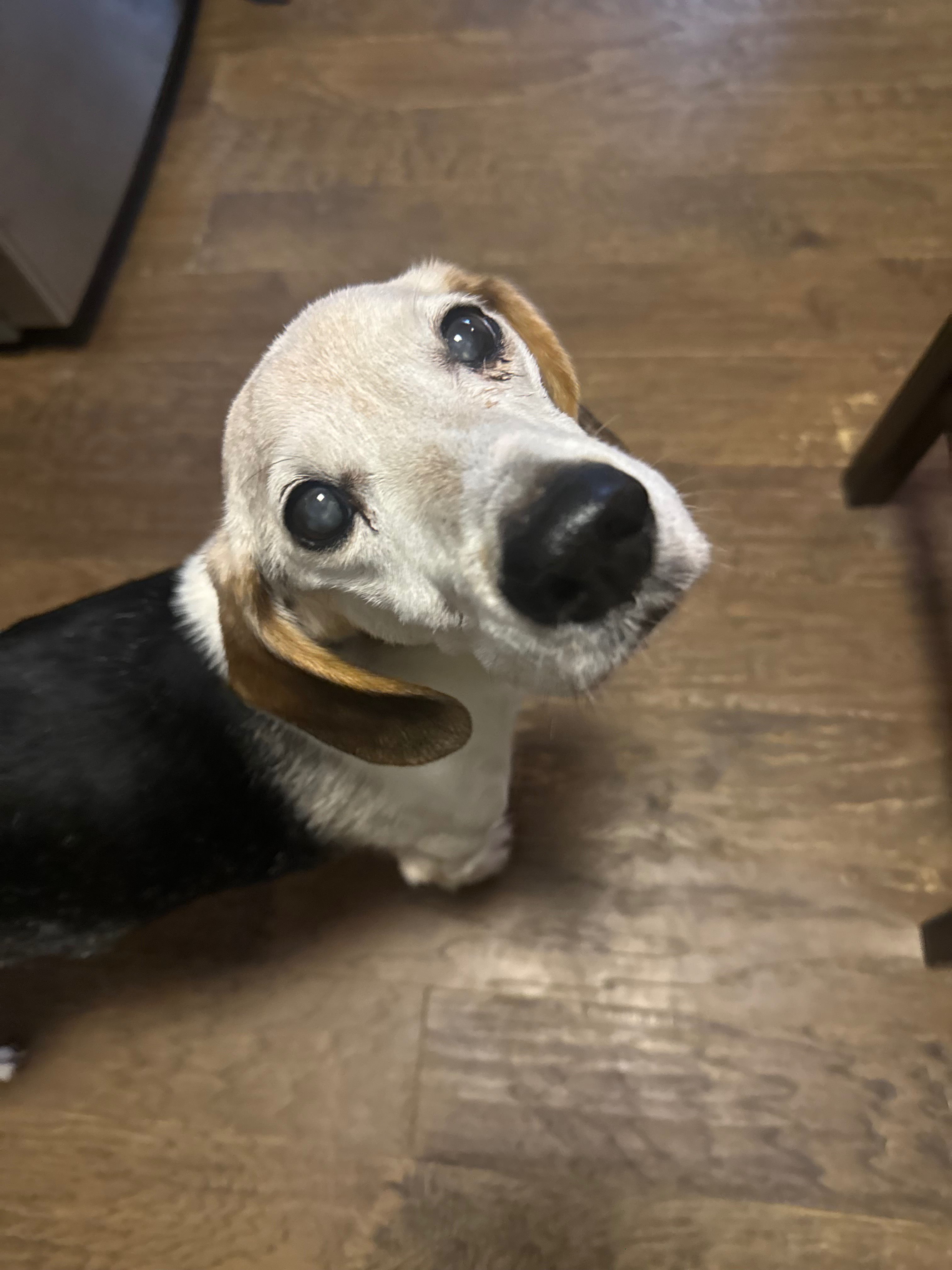 Help save Herbie’s life campaign photo, 2 of 5
