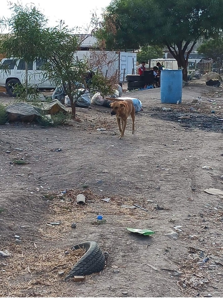 Help Rosmery Build 10 Houses for Street Dogs campaign photo, 7 of 8