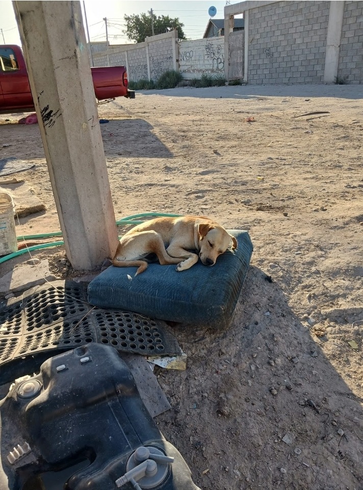 Help Rosmery Build 10 Houses for Street Dogs campaign photo, 2 of 8