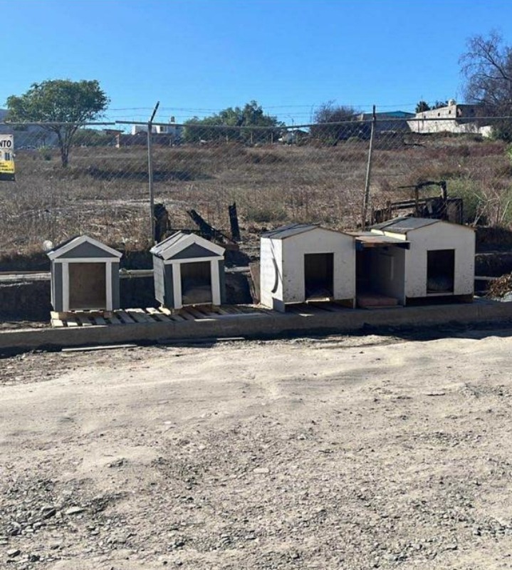 Help Rosmery Build 10 Houses for Street Dogs campaign photo, 5 of 8
