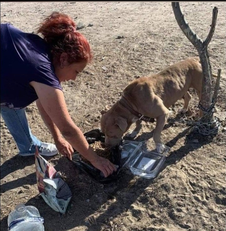 Help Rosmery Build 10 Houses for Street Dogs campaign photo, 6 of 8
