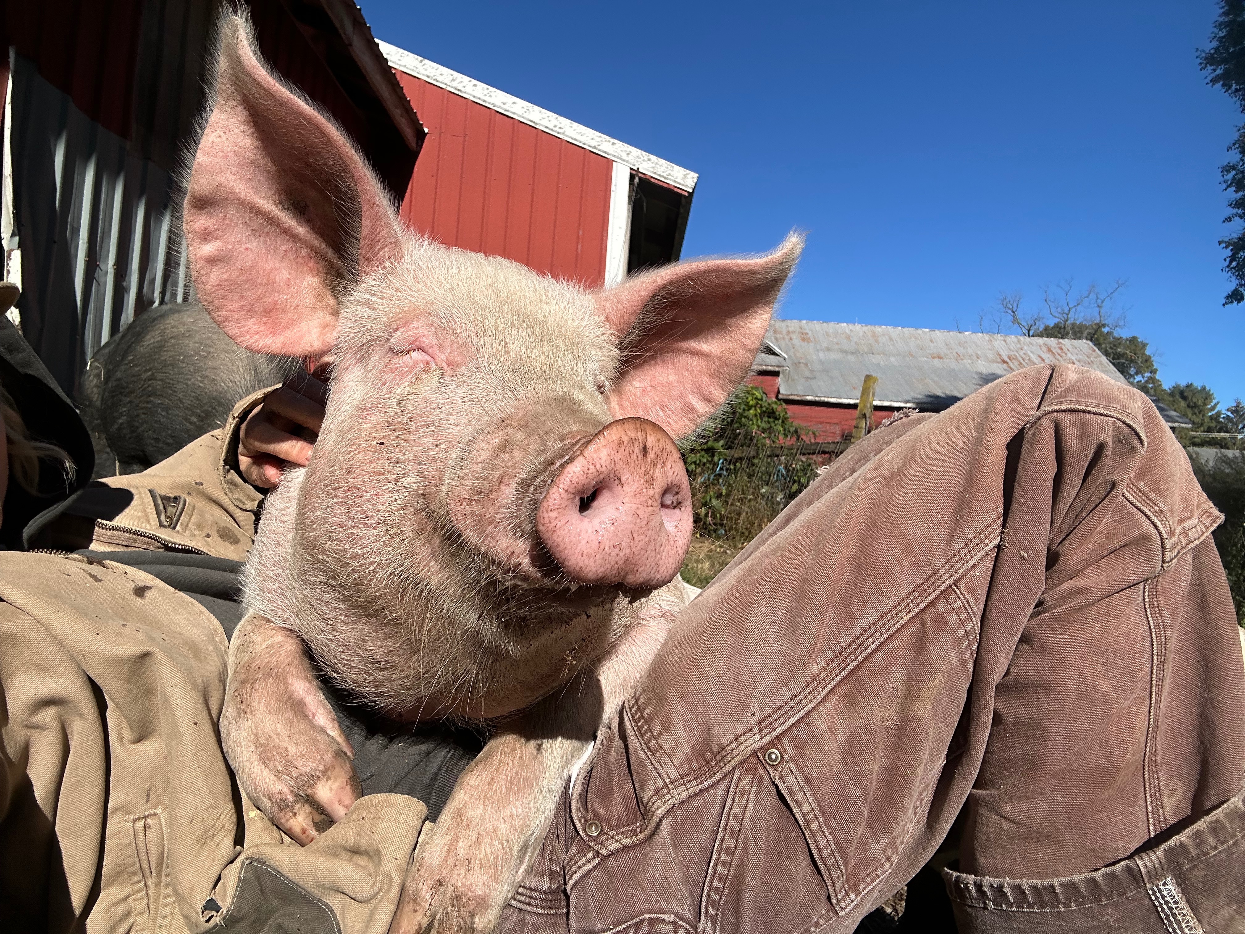 Foto van campagne Donate to Little Snout’s Medical Bills and Sanctuary Dream, 4 van 8