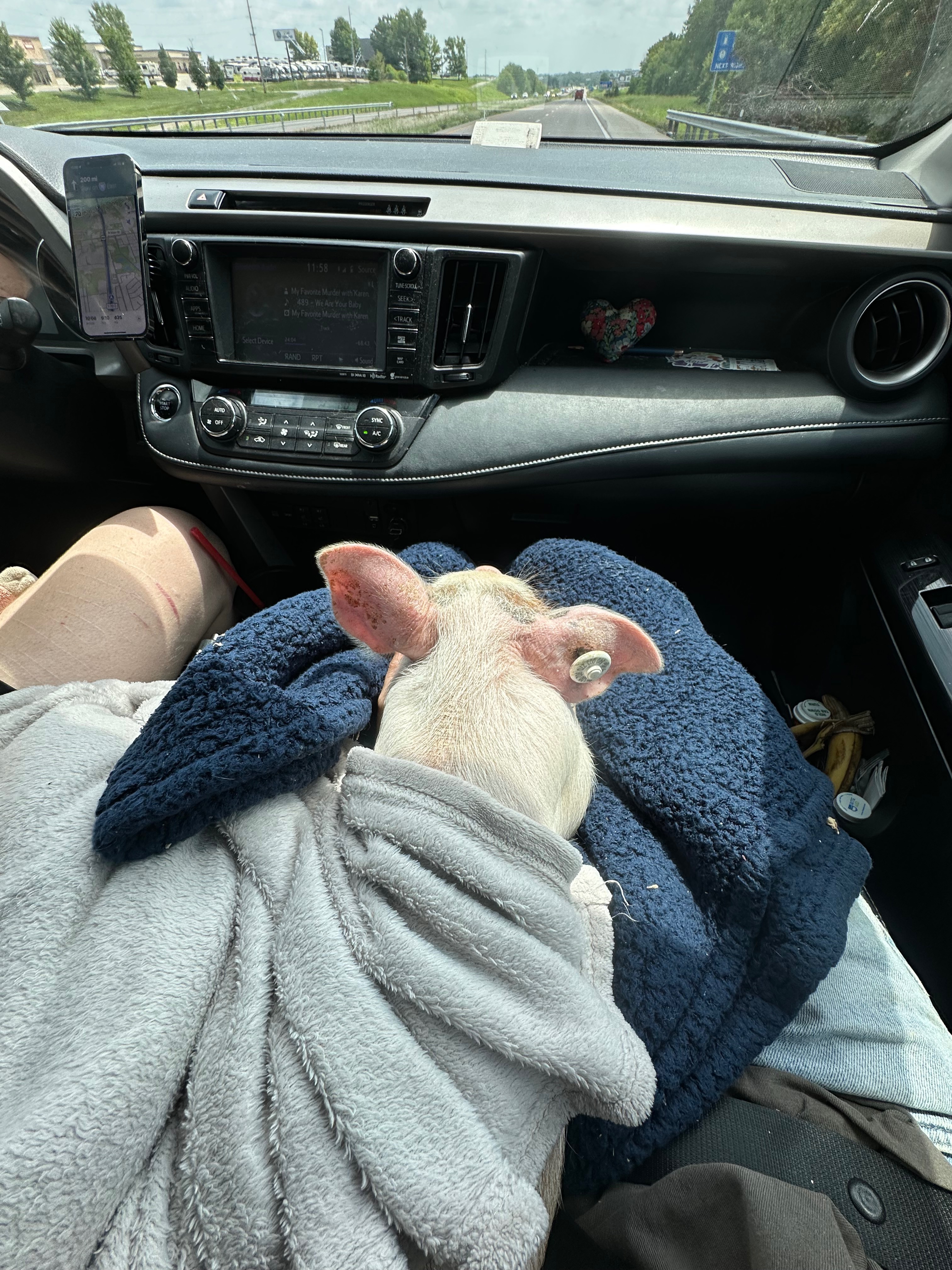 Foto van campagne Donate to Little Snout’s Medical Bills and Sanctuary Dream, 5 van 8