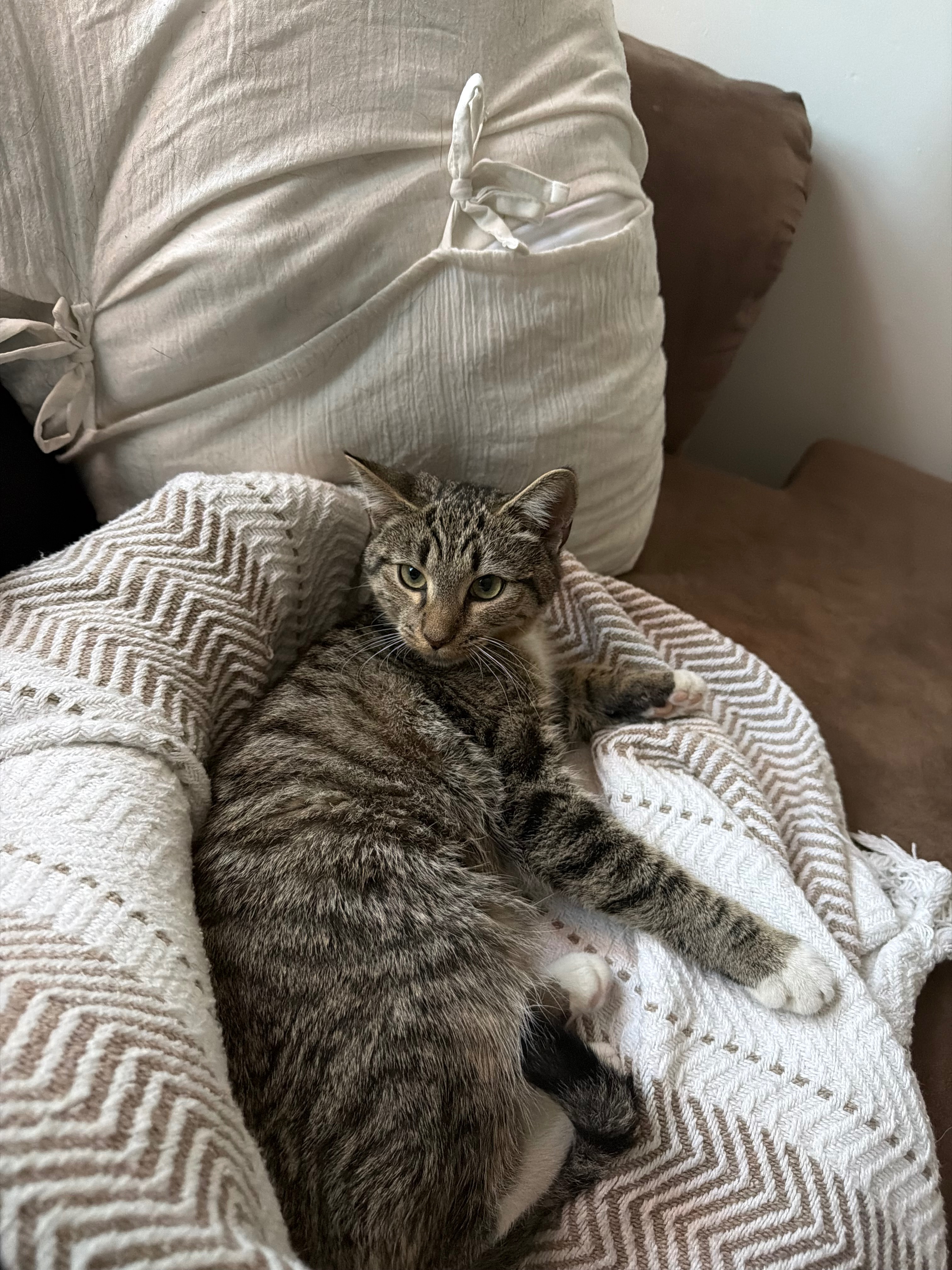 Support Millie's Life-Saving Surgery campaign photo, 7 of 8