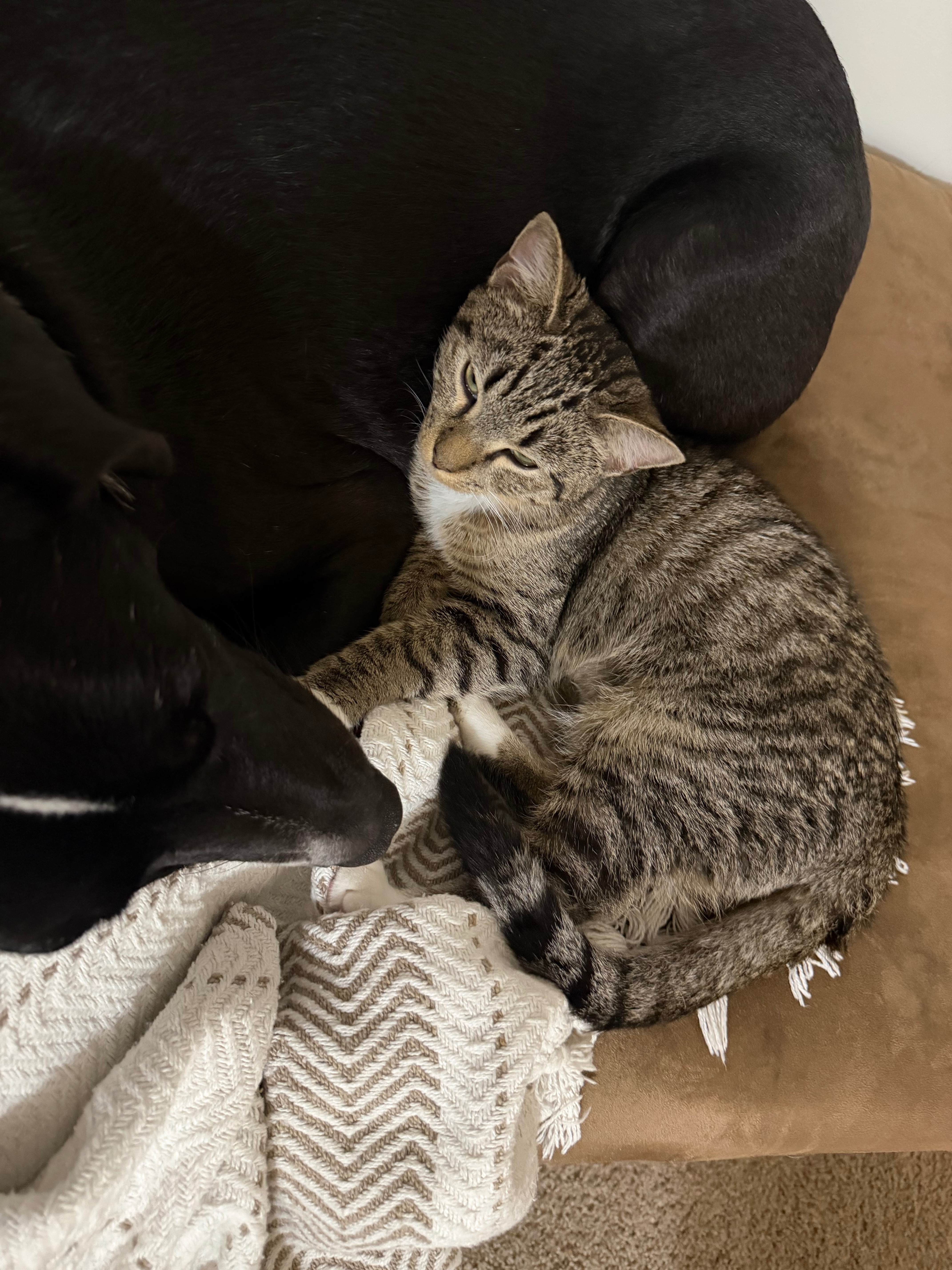 Support Millie's Life-Saving Surgery campaign photo, 2 of 8