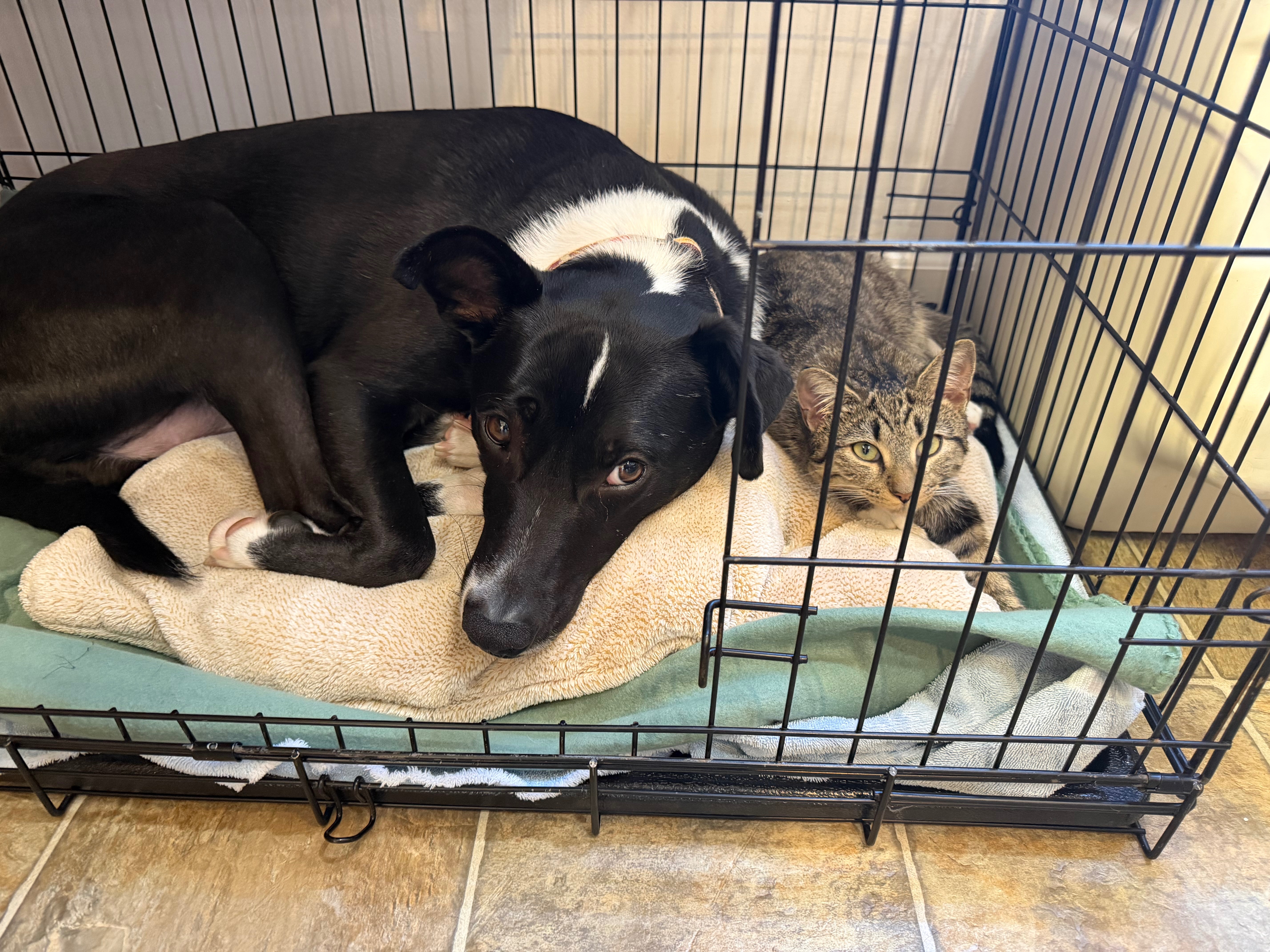 Support Millie's Life-Saving Surgery campaign photo, 4 of 8