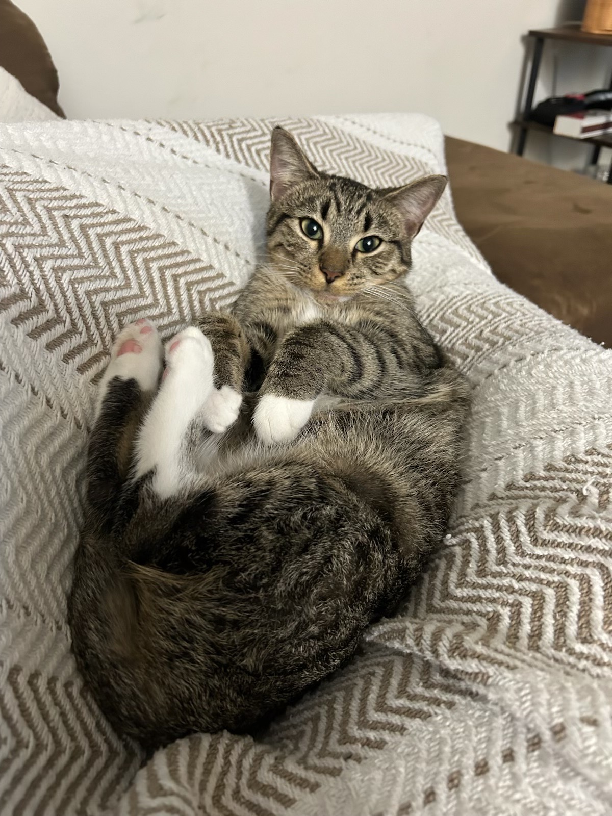 Support Millie's Life-Saving Surgery campaign photo, 5 of 8