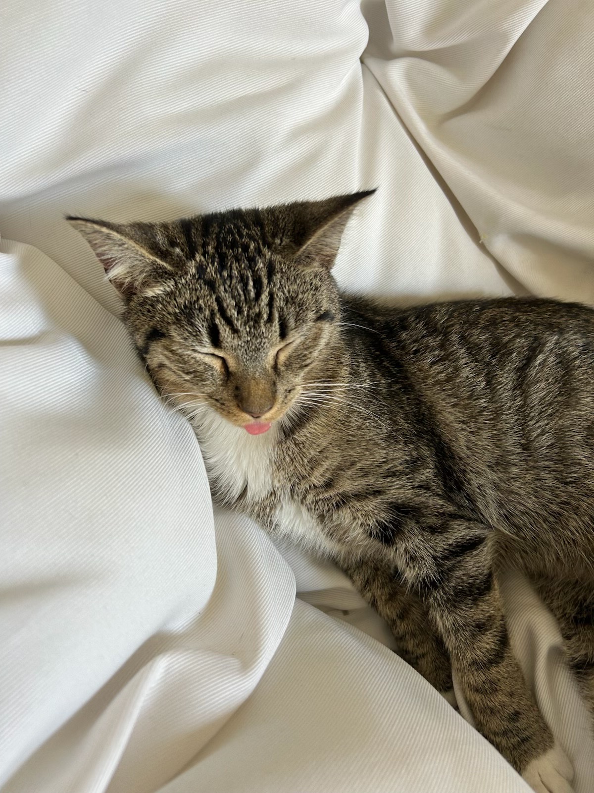 Support Millie's Life-Saving Surgery campaign photo, 6 of 8
