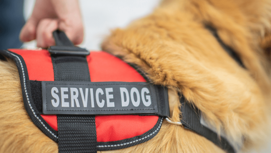 I am in need of a service Dog for CPTSD Support photo