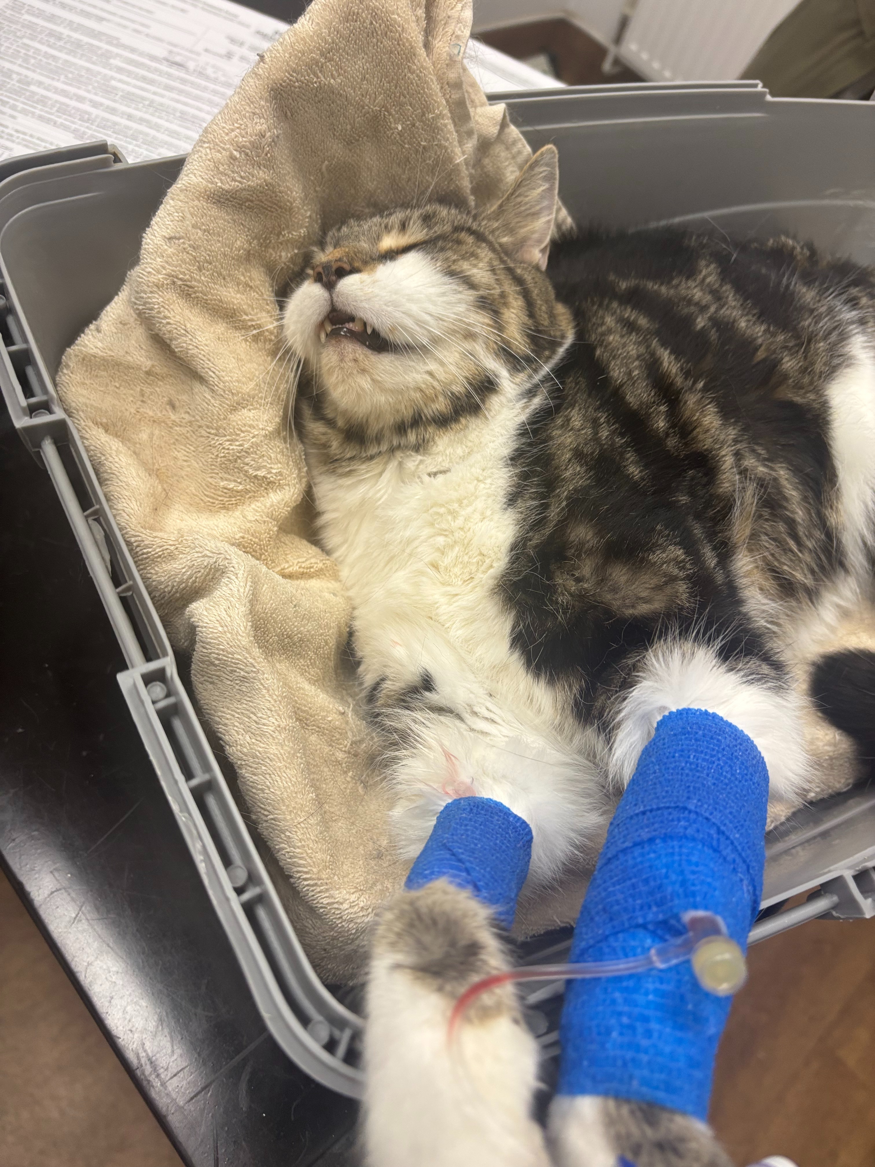 Help towards Henry's Unexpected Emergency Vet Bill campaign photo, 6 of 7