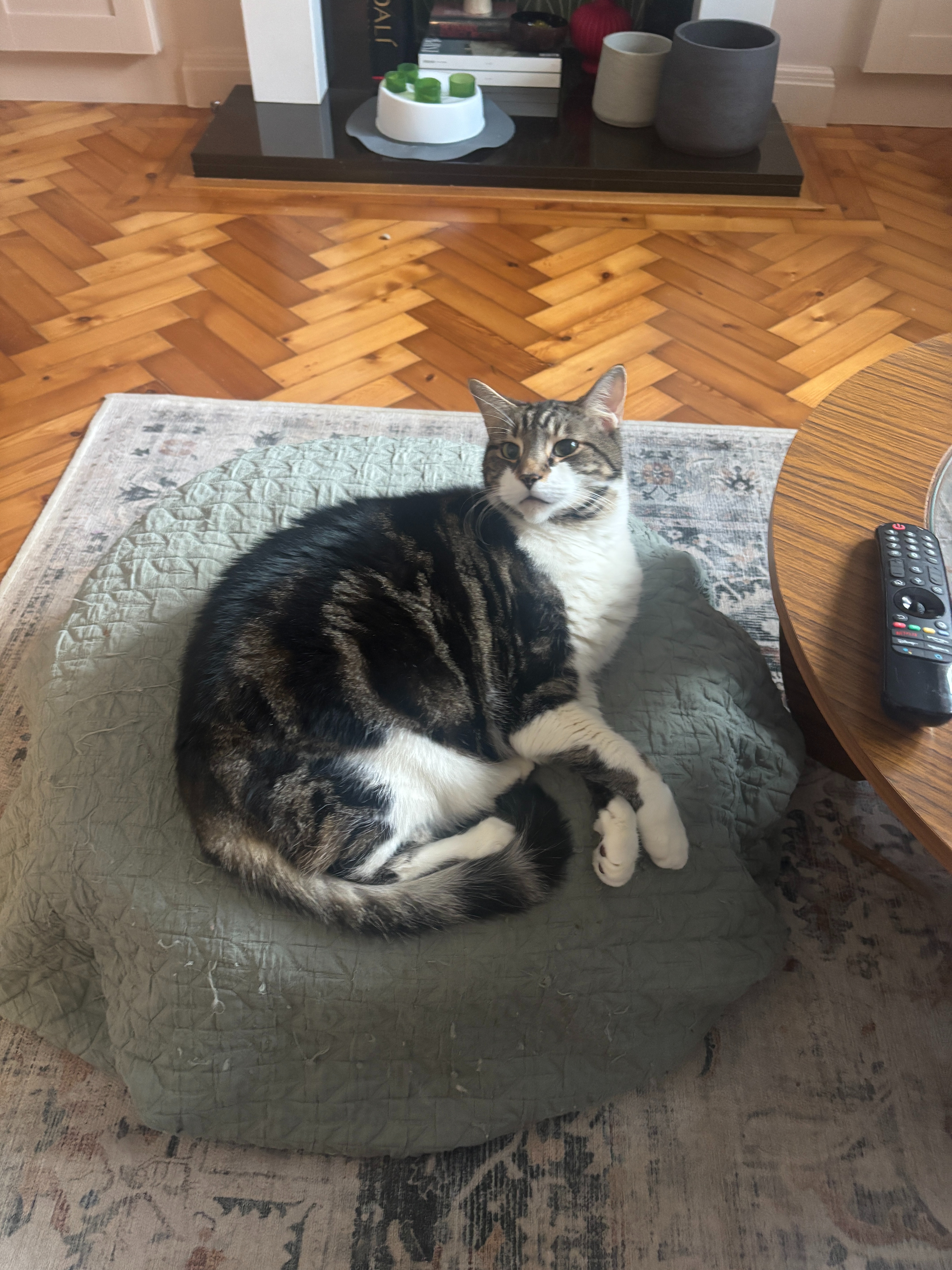 Help towards Henry's Unexpected Emergency Vet Bill campaign photo, 4 of 7