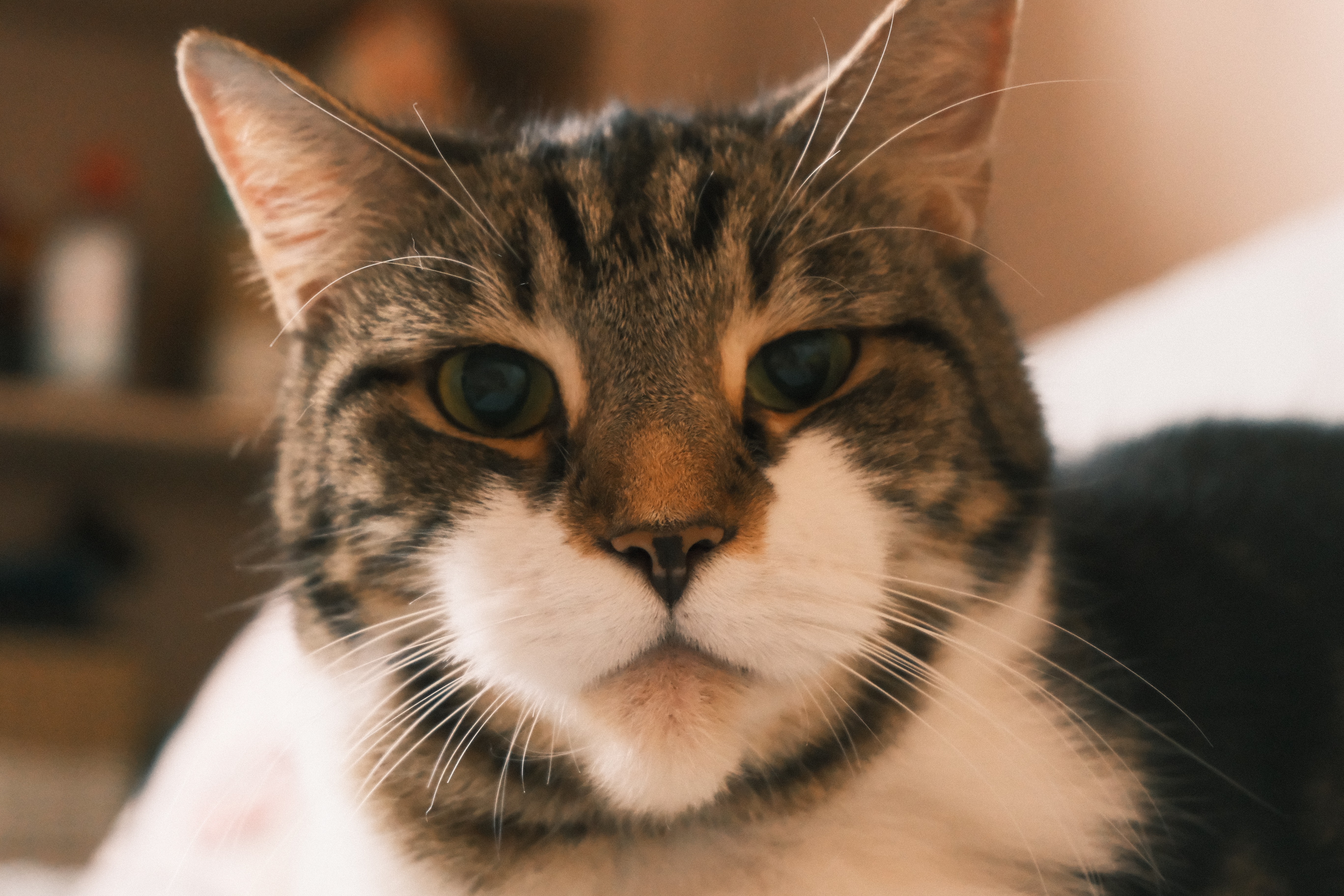 Help towards Henry's Unexpected Emergency Vet Bill campaign photo, 5 of 7