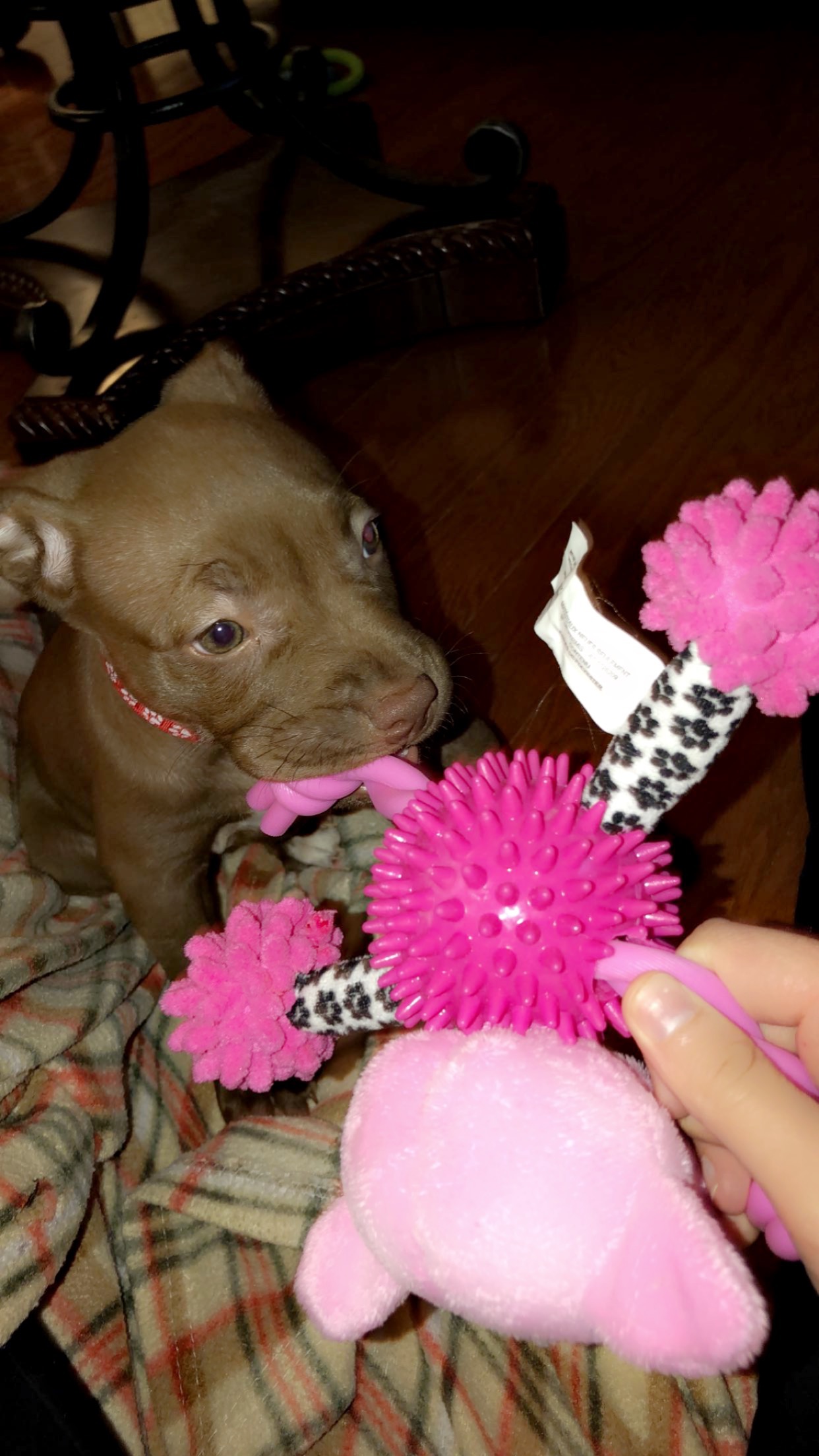 Help Bella Walk Again: Support Her MRI & Surgery campaign photo, 2 of 5