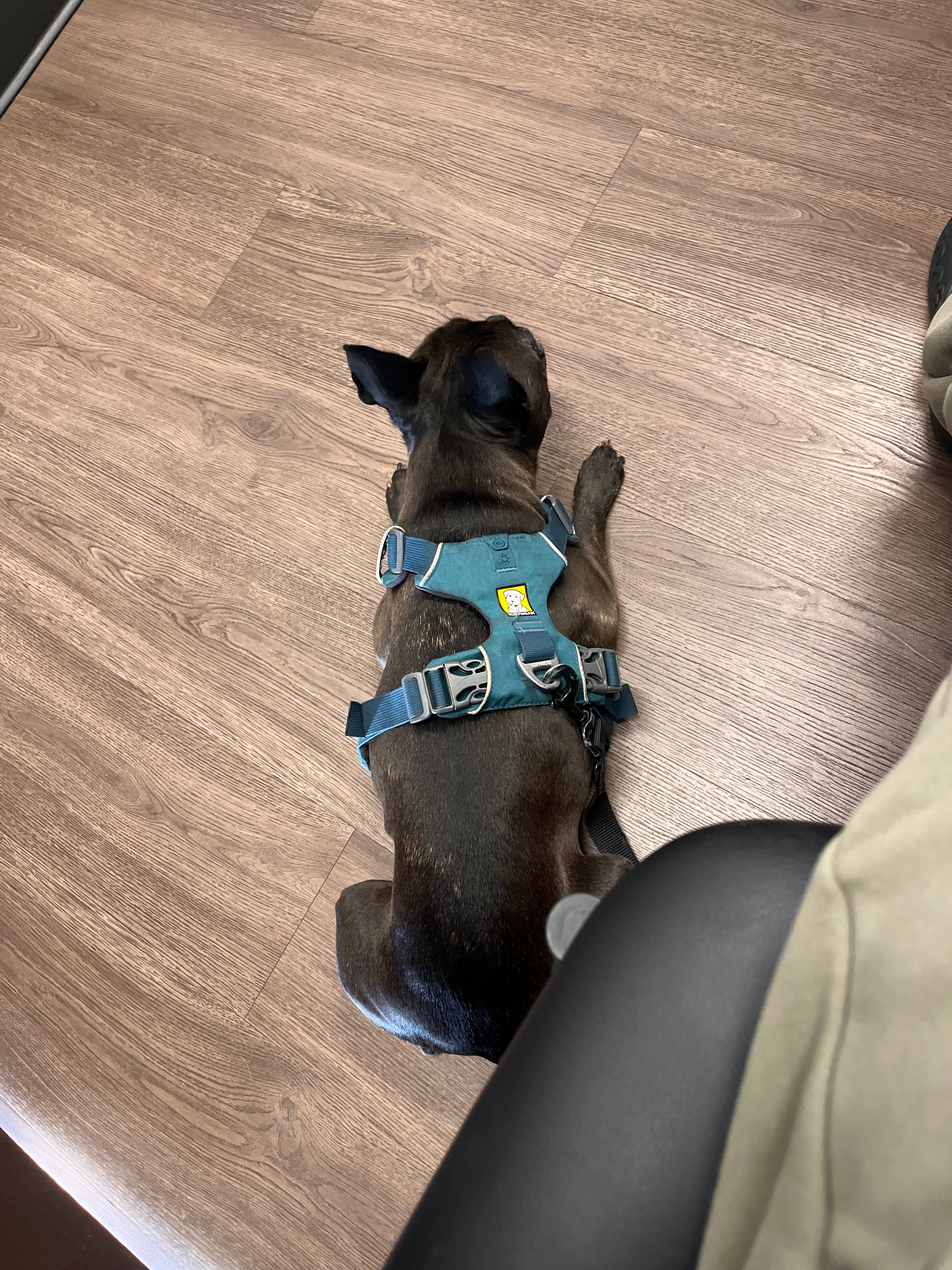 Help Luna Get the Diagnosis She Needs campaign photo, 5 of 7