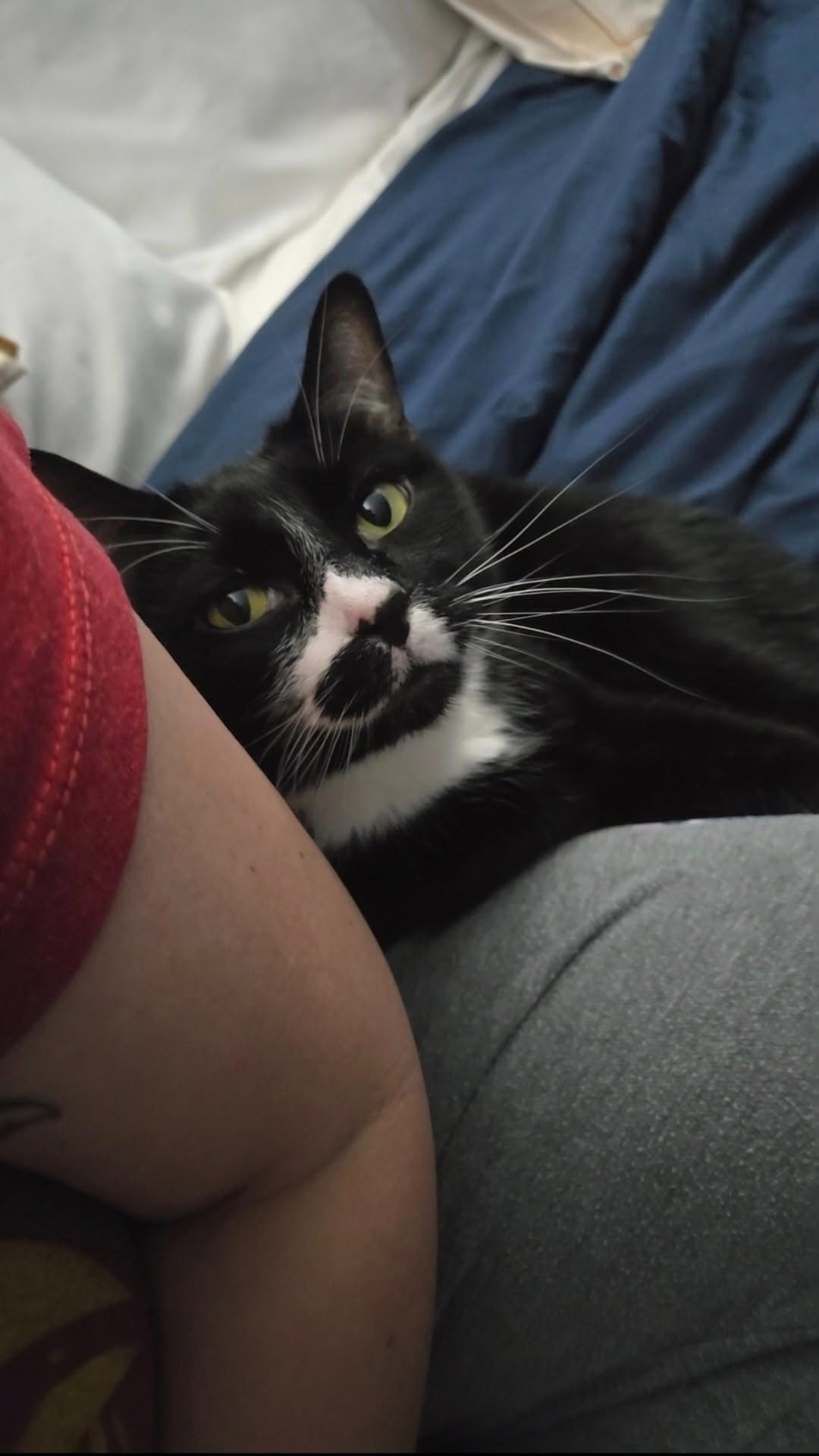 Help Meagan Lay Her Beloved Cat to Rest campaign photo, 7 of 8