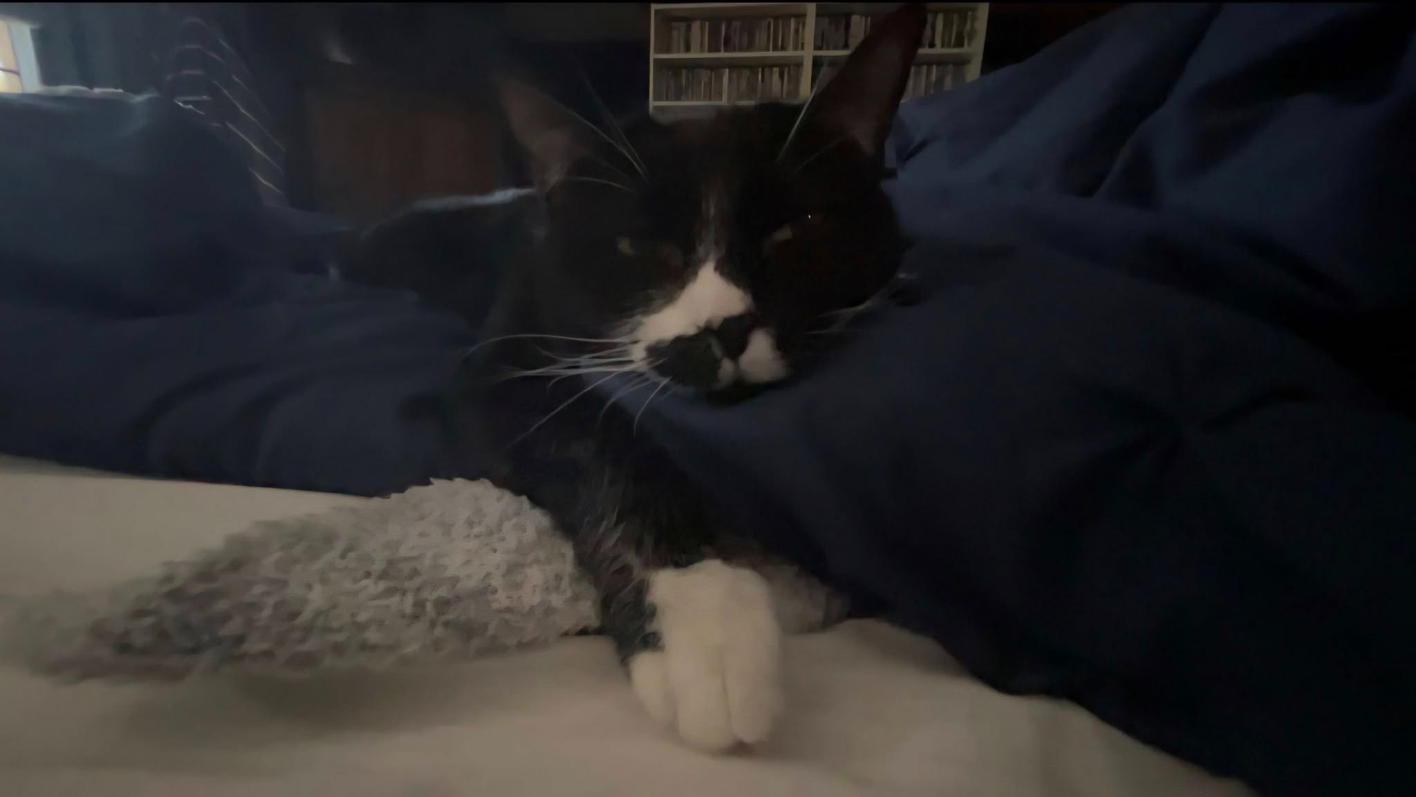 Help Meagan Lay Her Beloved Cat to Rest campaign photo, 2 of 8