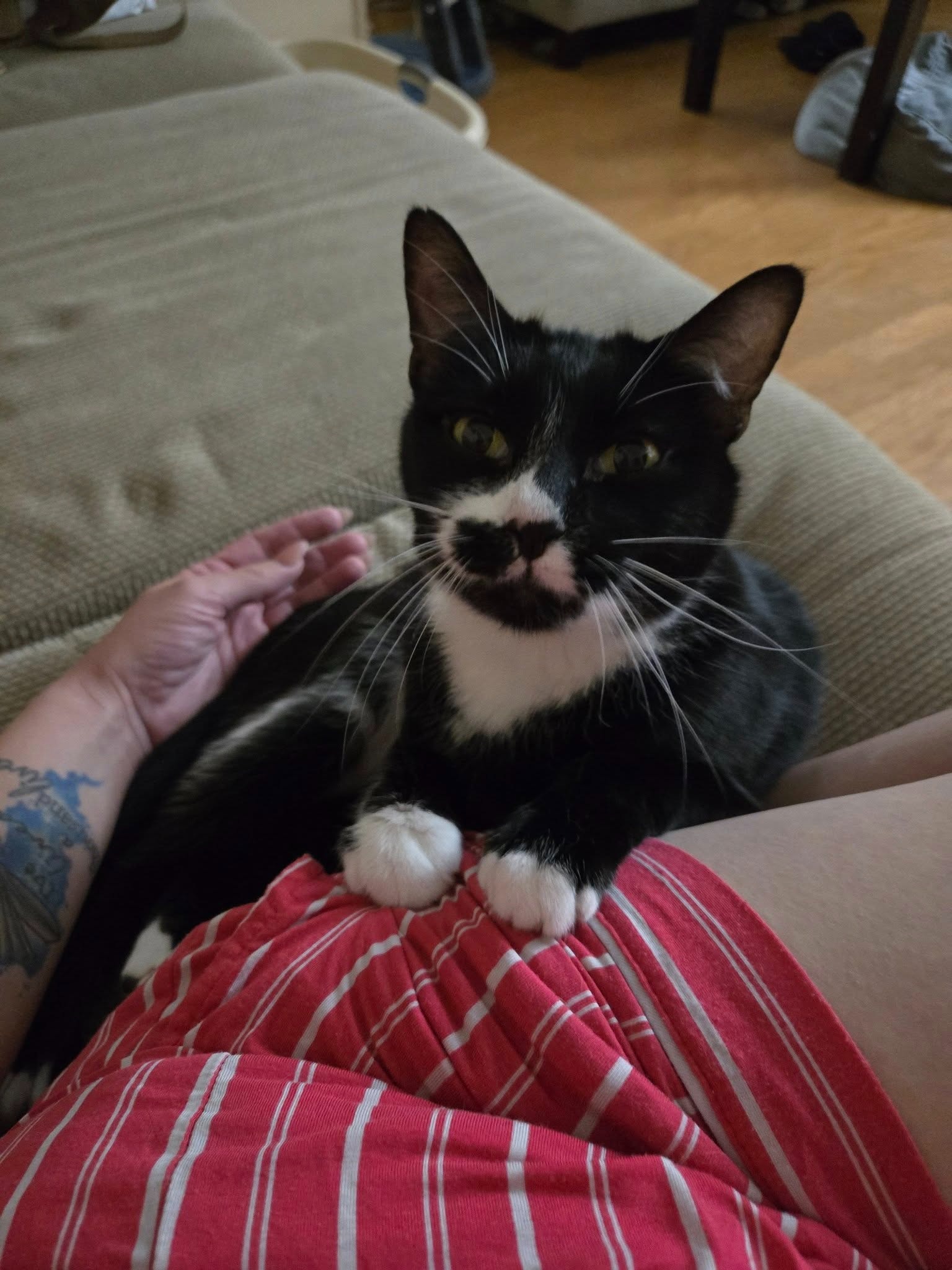 Help Meagan Lay Her Beloved Cat to Rest campaign photo, 4 of 8