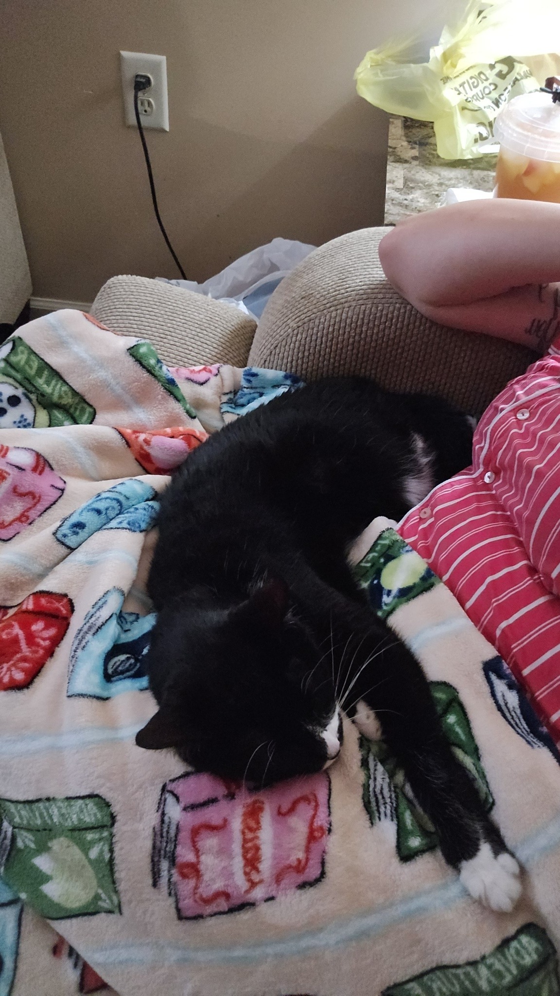 Help Meagan Lay Her Beloved Cat to Rest campaign photo, 6 of 8