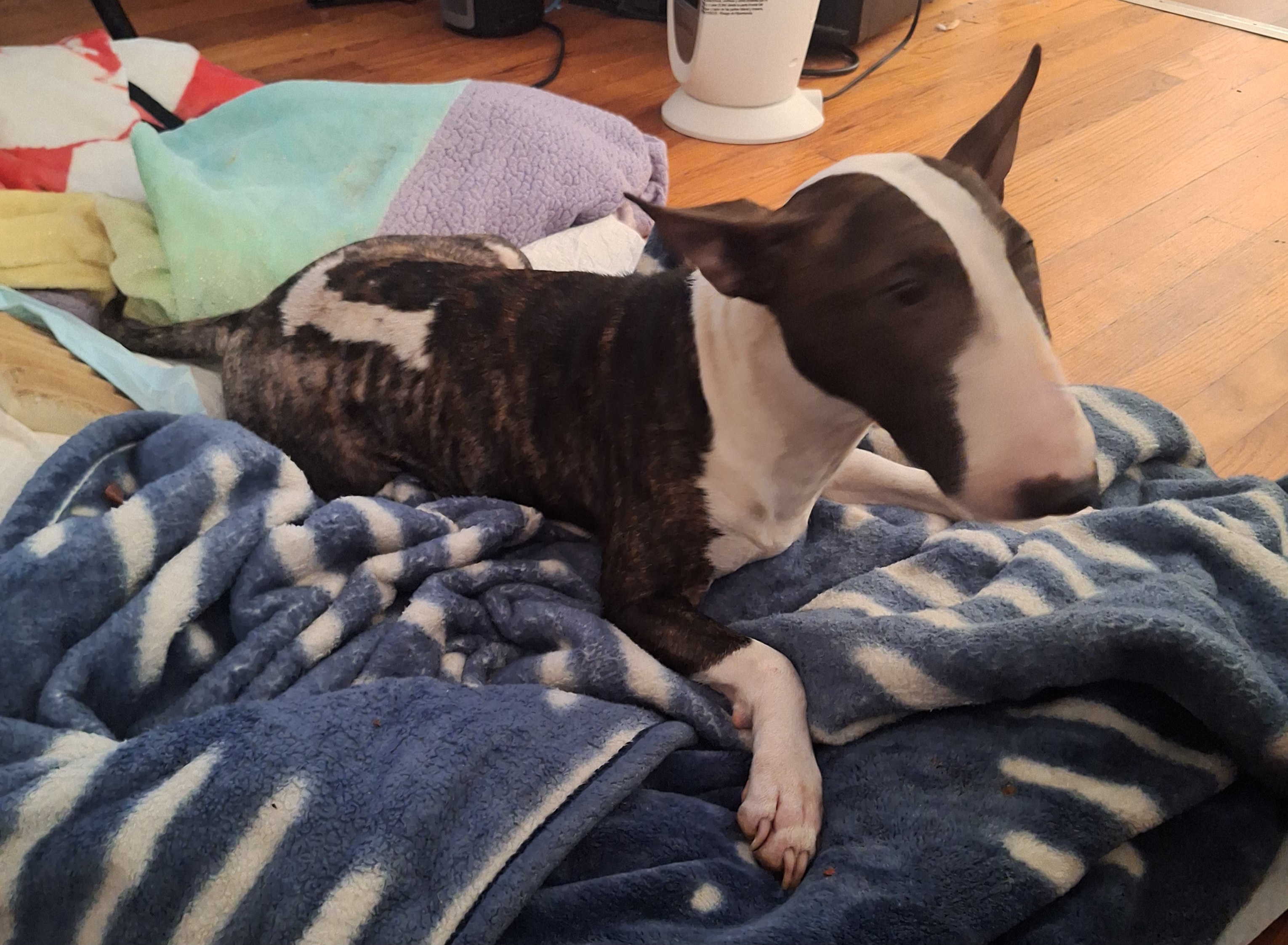 Help Zara Get Life-Saving Surgery campaign photo, 5 of 8