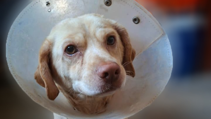 Ayudame a poder llevar a Simba al veterinario photo