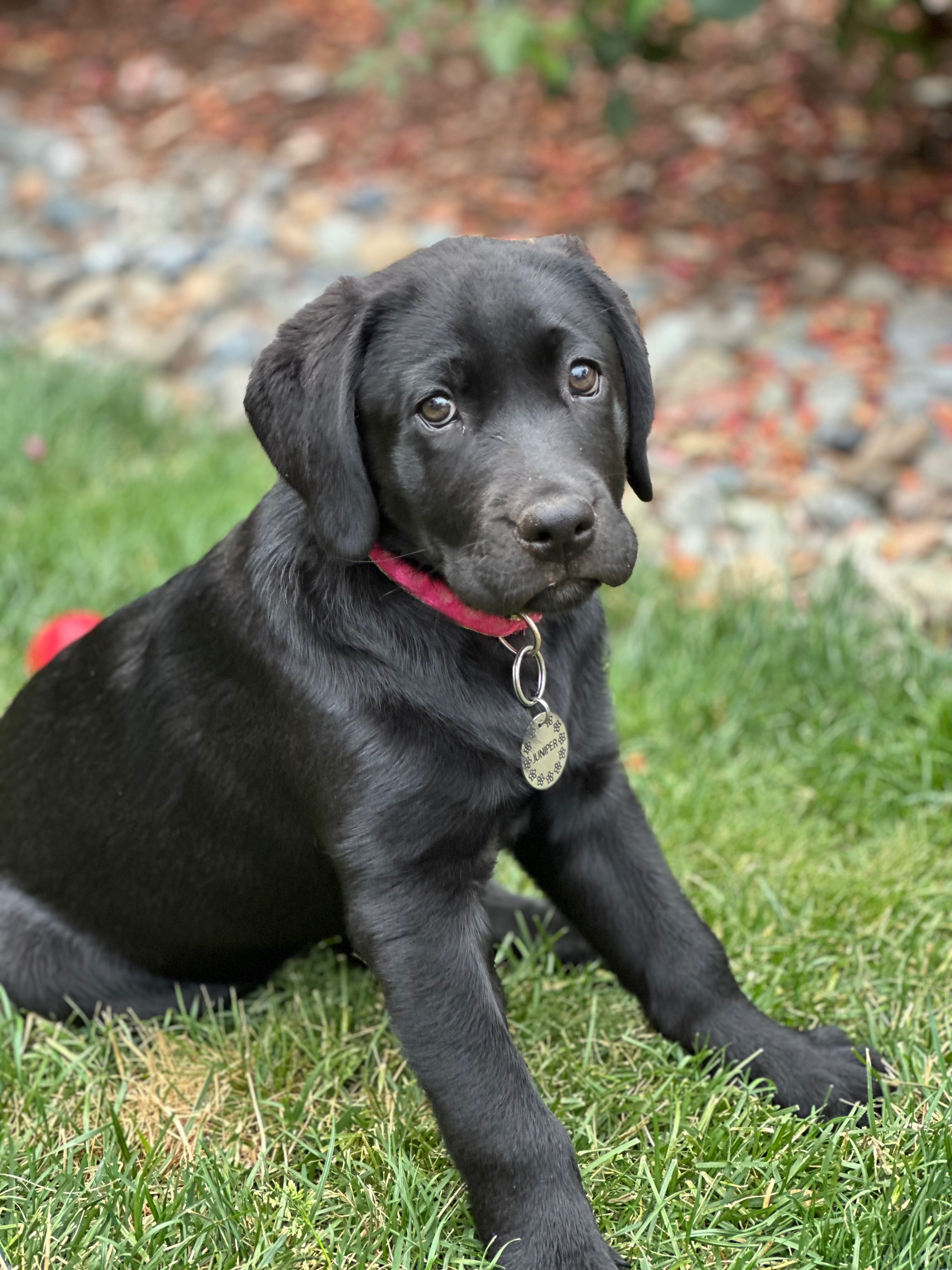 Donate to Juniper's ACL Surgery and Recovery campaign photo, 4 of 8