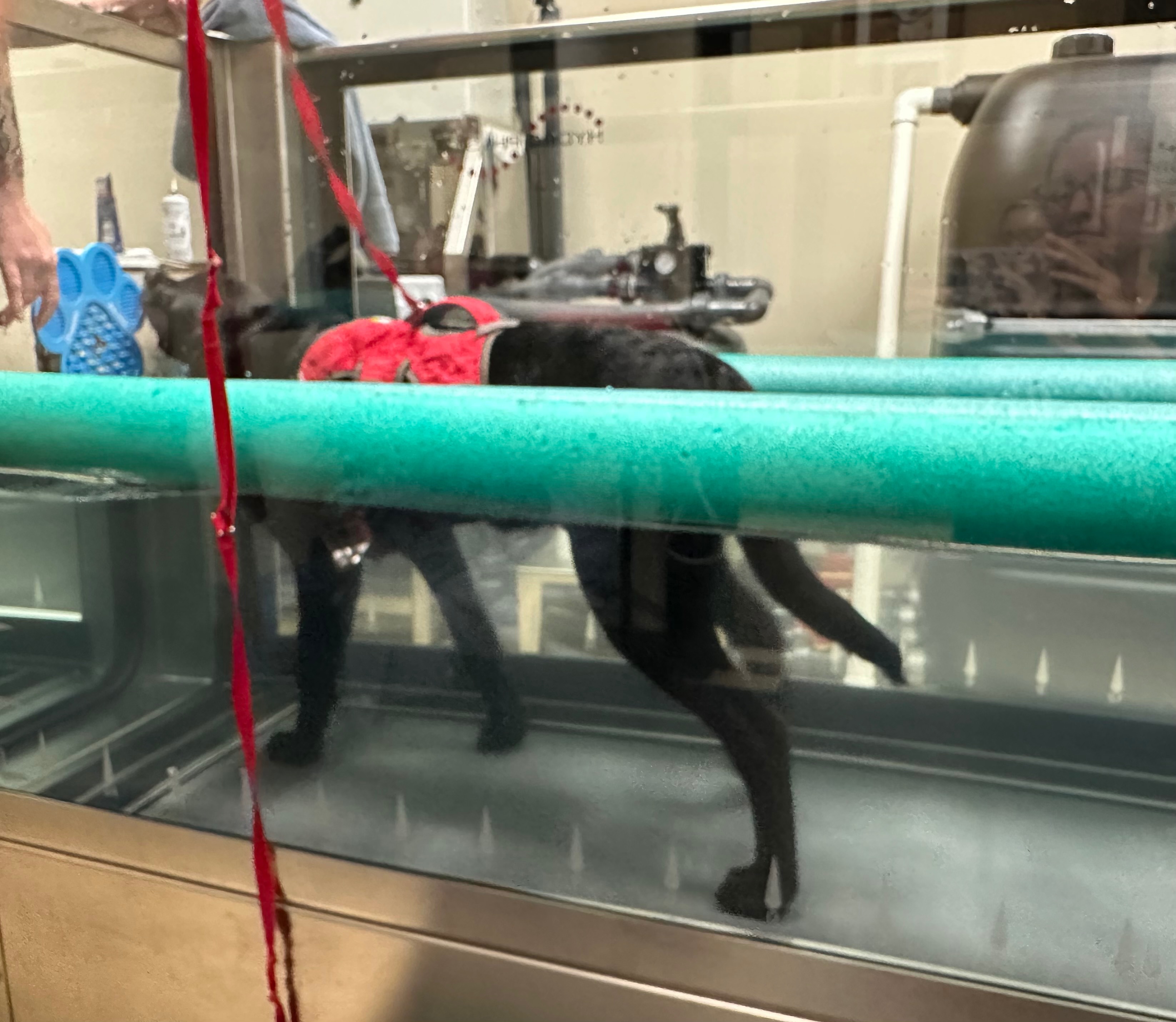 Donate to Juniper's ACL Surgery and Recovery campaign photo, 7 of 8