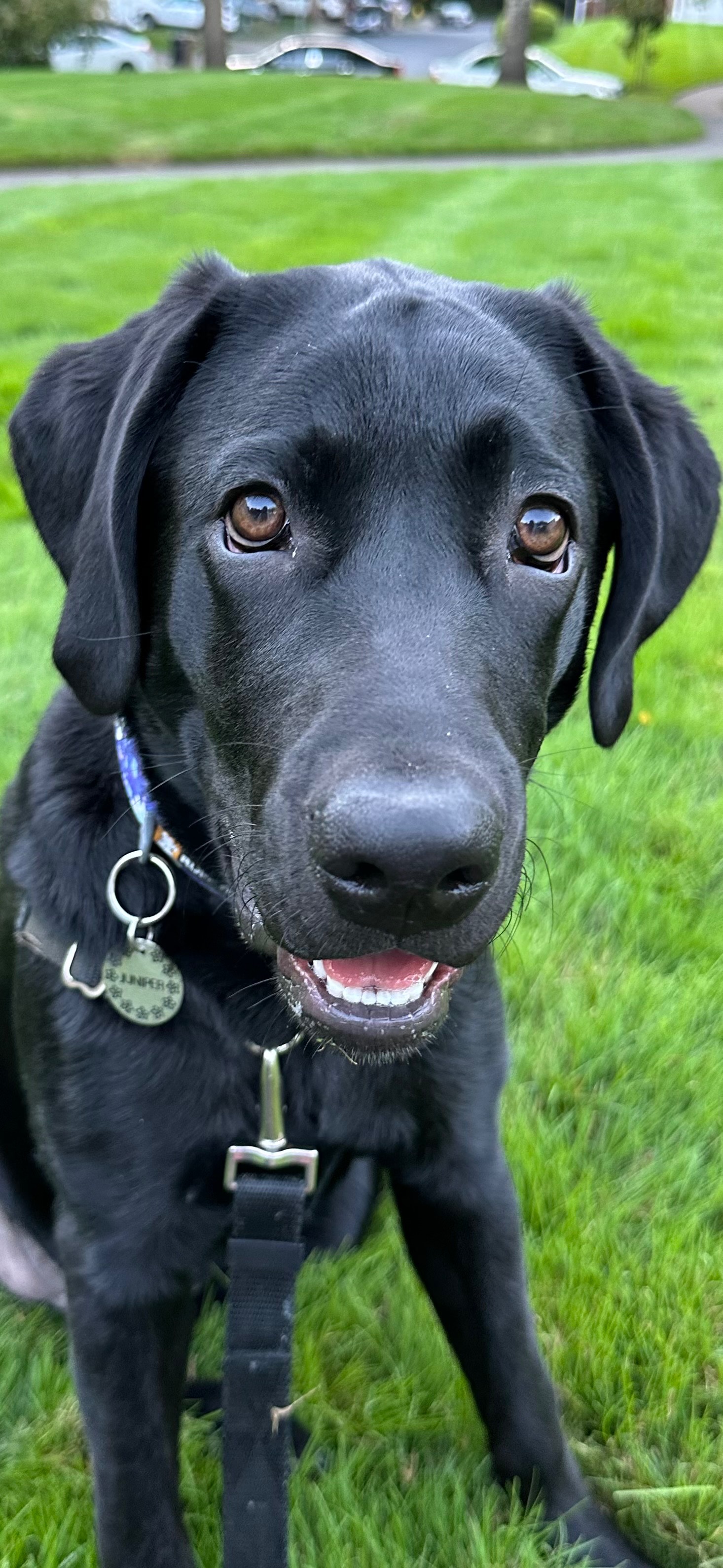 Donate to Juniper's ACL Surgery and Recovery campaign photo, 2 of 8