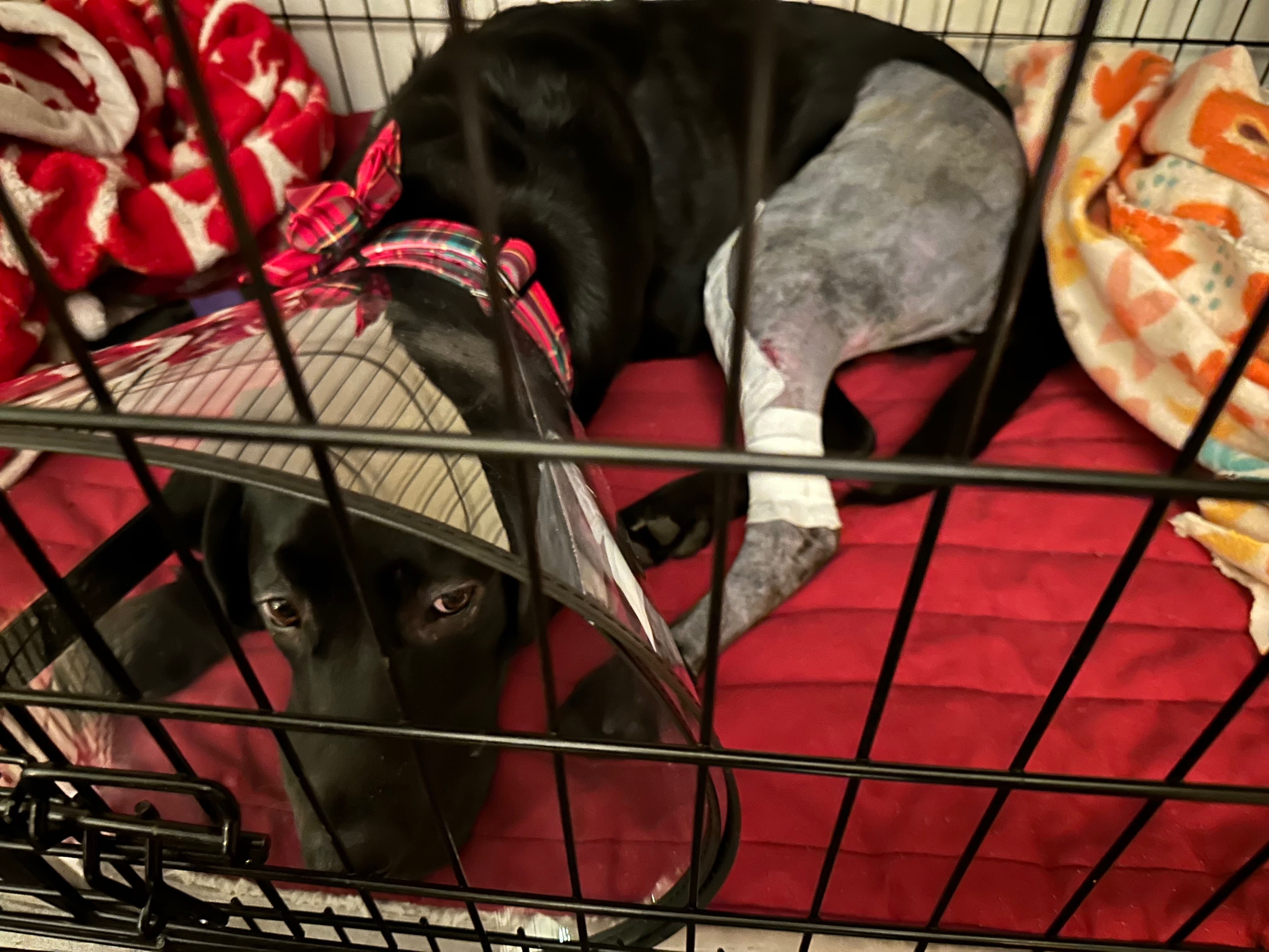 Donate to Juniper's ACL Surgery and Recovery campaign photo, 6 of 8
