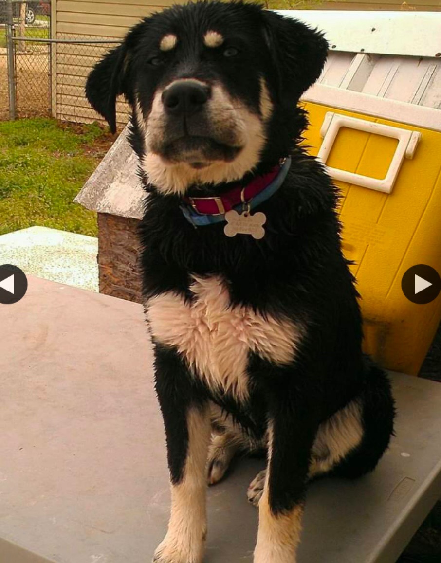 Aid Shiloh's Recovery After Life-Saving Surgery campaign photo, 2 of 7