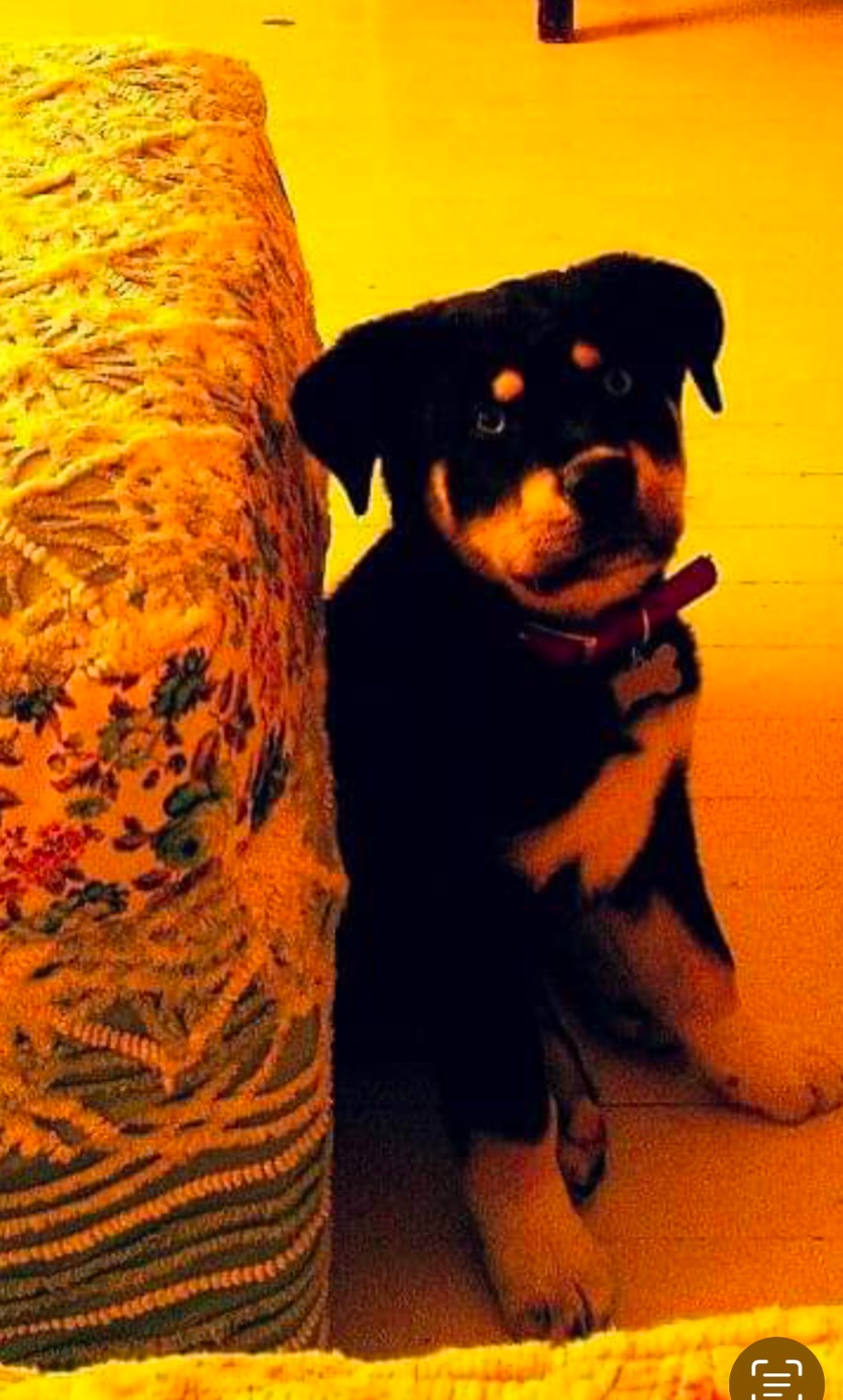 Aid Shiloh's Recovery After Life-Saving Surgery campaign photo, 6 of 7