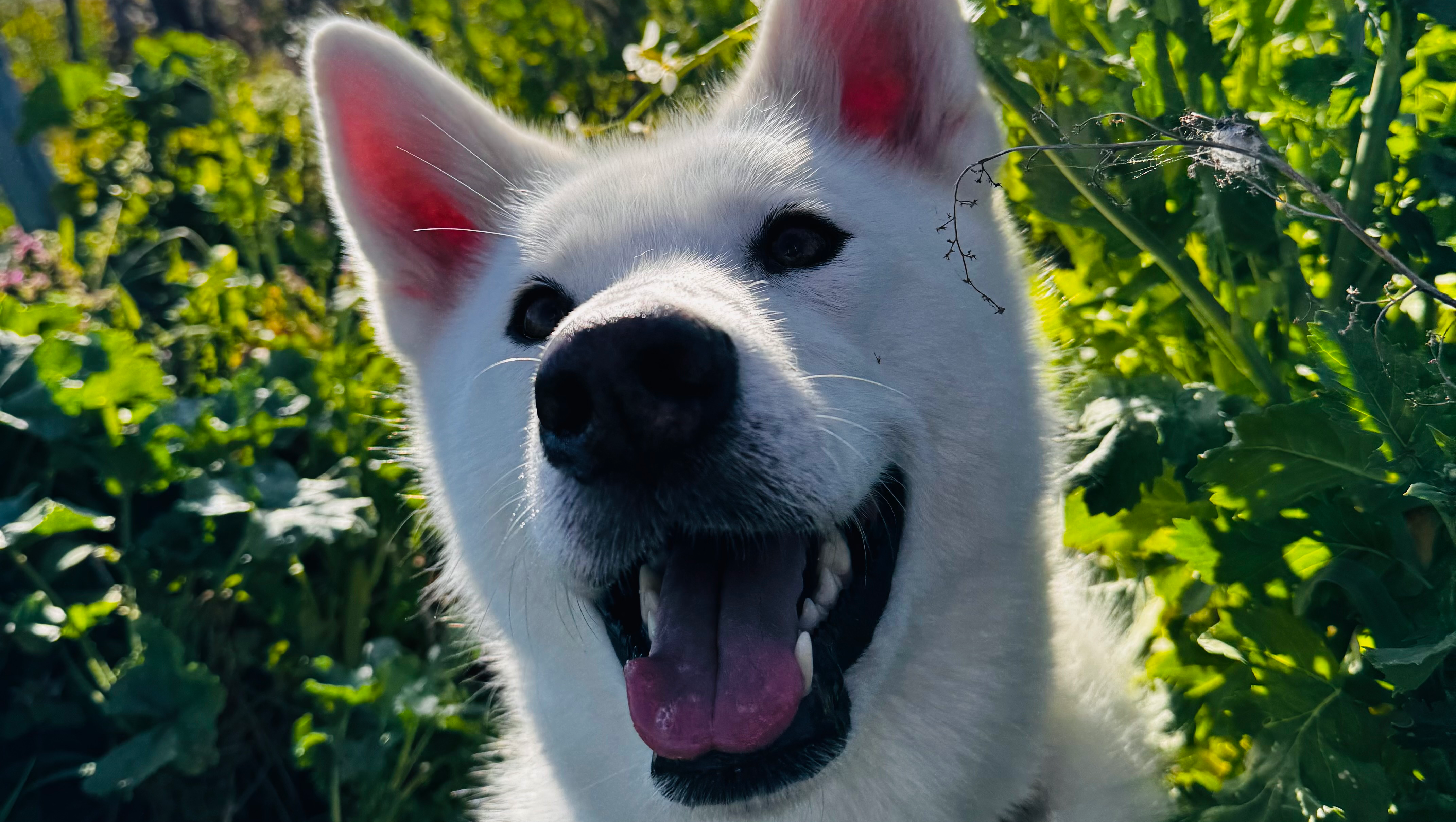 4 Jährige Huskita Hündin braucht eine OP.